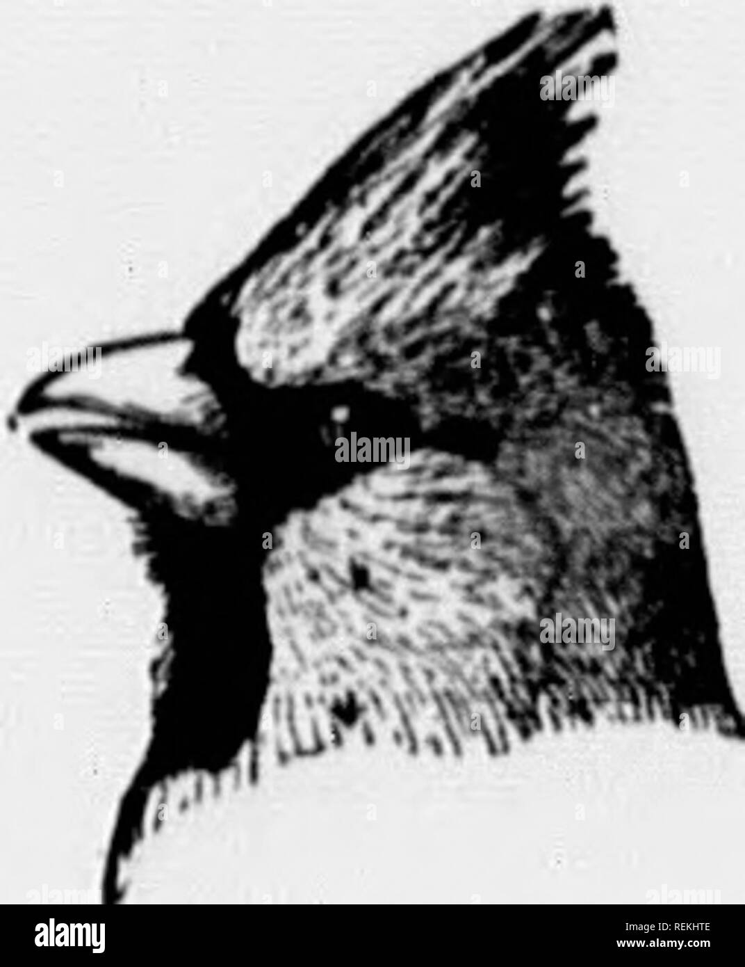. Gli uccelli del villaggio e campo [microformati] : un uccello libro per i principianti. Gli uccelli; Oiseaux. iE Swallow. jack H grigiastro FrETJ) COLOII chiave 8. Gola aiul lati • "SJO. Rkdi'ol1. 1". Bi"lii mnhilii non di colore bruno. 2. (JknKKAL COLOK (Unità organizzativa iUKKN rosso. 3. Bodii main///f/rccn o ;/DRR'nish. ' 4. Scarlet crown patch. Migrante. p. 354. UUHY-CROWNEI KiNGLET). 4'. Nessuna corona patch ; gola rnby radente. --^^ p. 1. Ruby-throated lIuMMimjami,. 3". Bofiy mainlij red o. IJill incrociate. Inverno i visitatori che arrivano in branchi con verde giallognolo femmine. Gen- '^ ^^^ erally visto su alberi di conifere, p. 234. Croshhiu.s. 5 Foto Stock