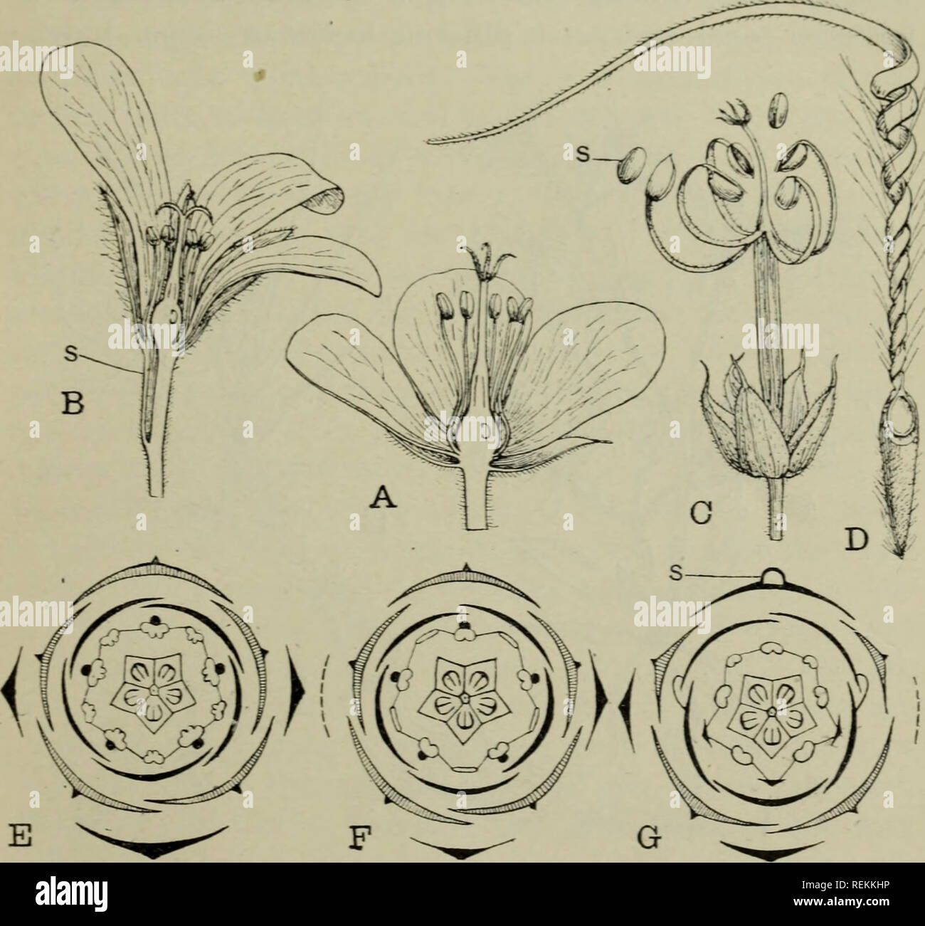 . La classificazione delle piante in fiore. Piante. GERANIACEAE 209 Pelargoniums sono spesse e carnose e la pianta spesso persiste attraverso la lunga stagione secca per mezzo di una spessa tuberosa- ening (fig. 131, A). La maggior parte vistosamente xerofite tipo è il piccolo South African genere Sarcocaulon, carnosi di stelo che porta la colonna vertebrale persistente-come foglia-levette (fig. 131, B,C).. Fig. 130. A. Fiore di geranio pratense in sezione verticale. B. stesso di Pelargonium ternatum: s, sperone. C. frutto di G. pratense; le pareti esterne delle cinque carpels hanno separato elasticaUy dall'asse centra, espellendo Foto Stock