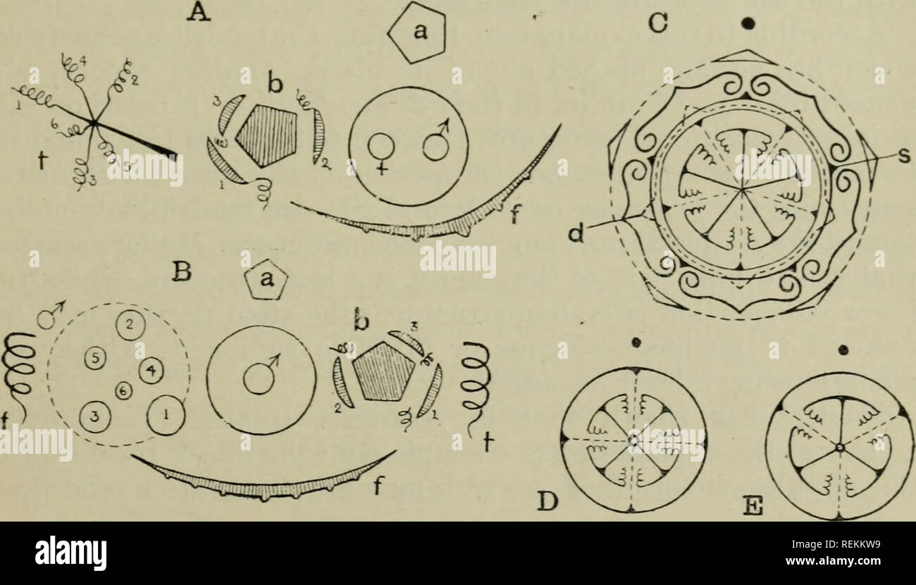 . La classificazione delle piante in fiore. Piante. Cucurbitacee 219 la posizione del Viticcio è sul lato superiore o sul lato anodico della foglia-base. In foglia-axil sono a carico del fiore, o in- fluorescenza, e un ramo; uno o altri può essere assente in diversi generi o specie. Così in Cucurbita Pepo (zucca, midollo) troviamo associato con una foglia di un fiore, un ramo frondoso e un viticcio ramificato (fig. 107, un ; vedere anche Citrulhis, fig. 106); in Cucumis sativus (cetriolo) mediano di un fiore, un'infiorescenza, una foglia-ramo e un viticcio o eccezionalmente una coppia di viticci (fig. 107, B; vedere anche fi Foto Stock