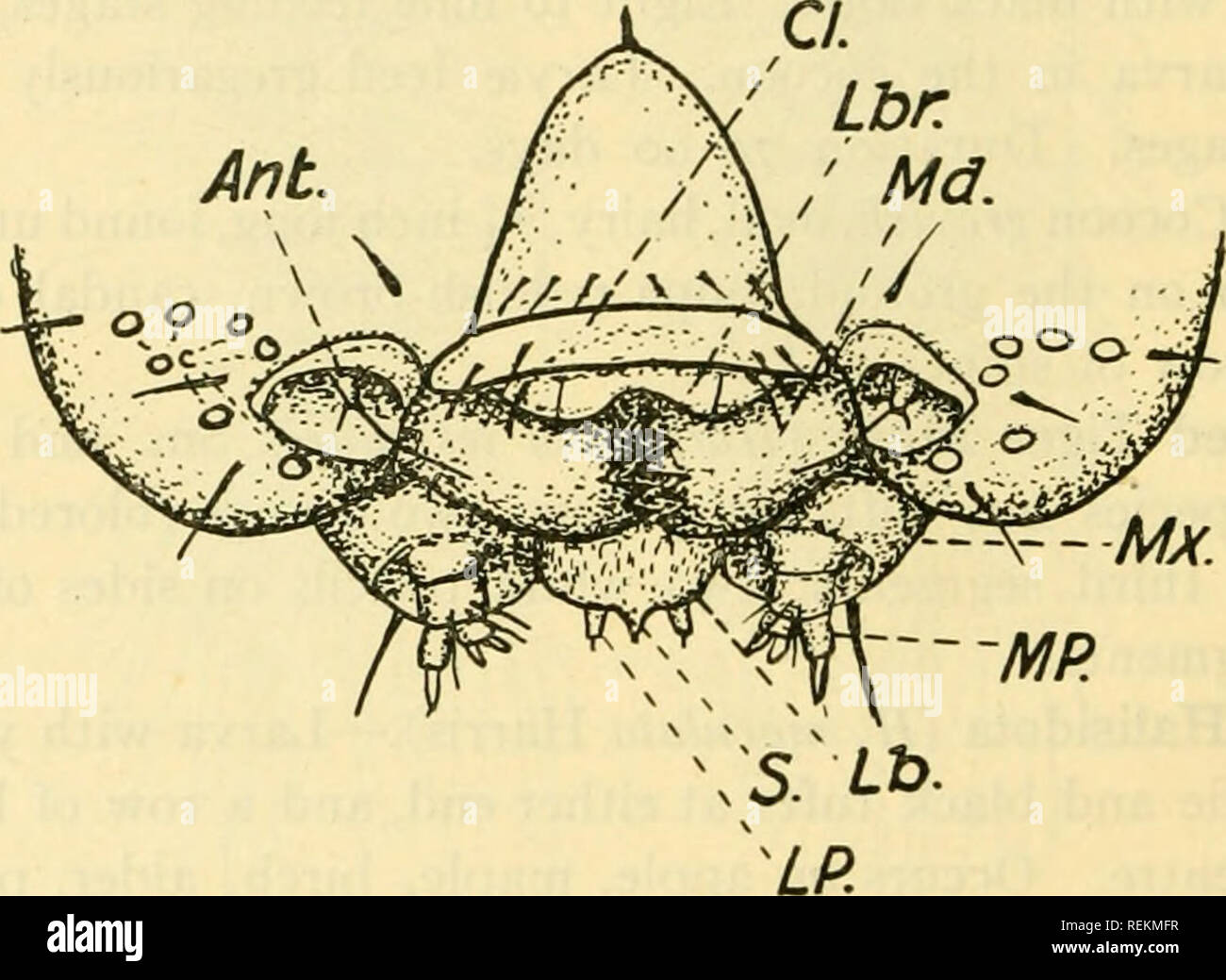 . Libro di classe di entomologia economica, con particolare riferimento agli insetti economico del nord degli Stati Uniti e del Canada. Insetti Utili; pesti di insetto; insetti; gli insetti. 184 entomologia economica adulto.-colore generale un profondo blu vellutato nero. Parafanghi anteriori con due grandi circolare di colore giallo pallido macchie e hind ali con due piccole macchie bianche. Ala distesa iH pollici. Maggio-luglio. Unico couvée. Larva.-uno e due-quinto pollici lungo; bluastro-marrone; testa e cervi- cal scudo arancio brillante con macchie nere. Ciascun segmento attraversato con nero, bianco e arancione bande; undicesimo segmento con un prominente Foto Stock