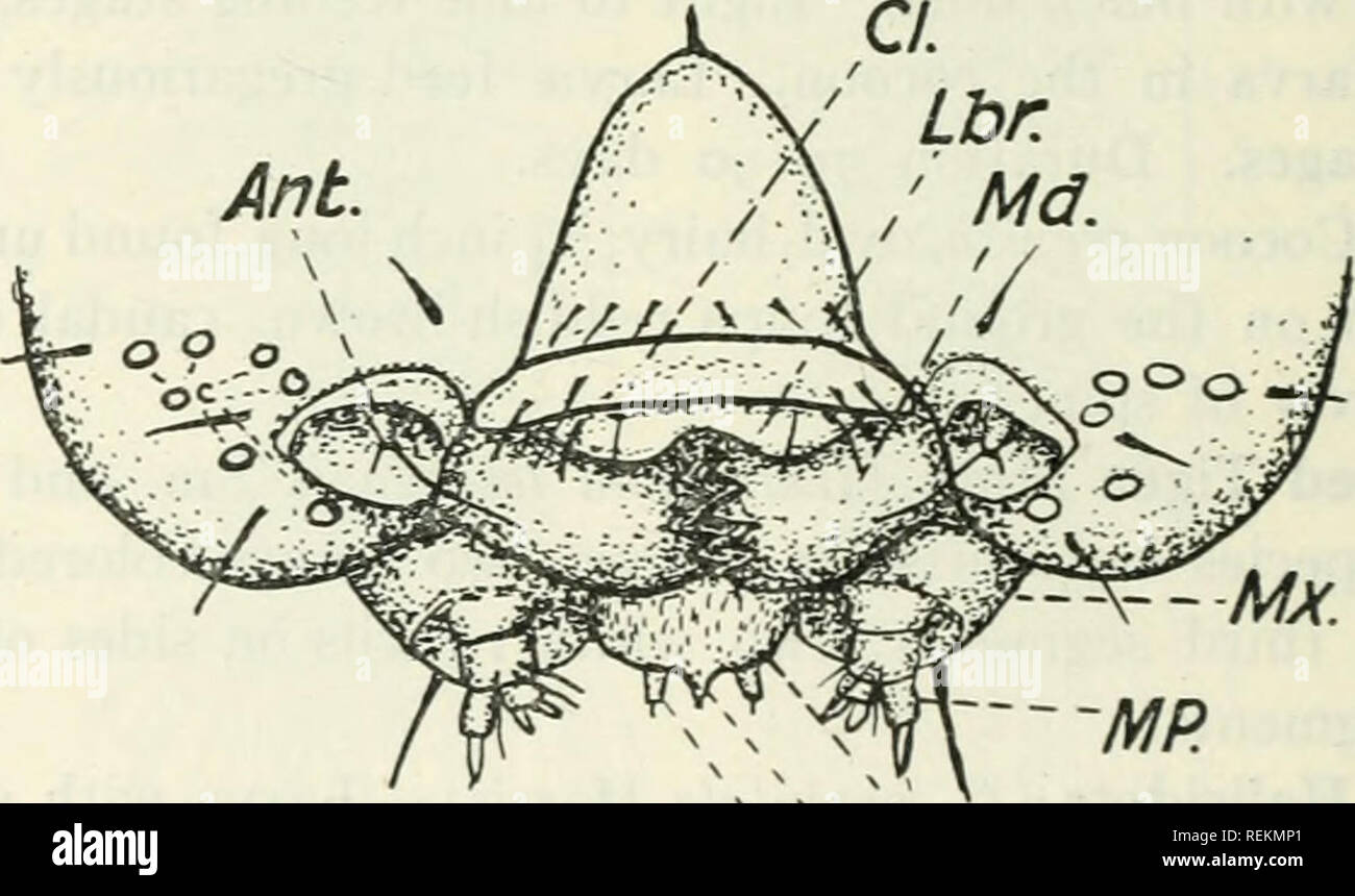 . Libro di classe di entomologia economica, con particolare riferimento agli insetti economico del nord degli Stati Uniti e del Canada. Insetti Utili; pesti di insetto; insetti; gli insetti. 184 entomologia economica adulto.-colore generale un profondo blu vellutato nero. Parafanghi anteriori con due grandi circolare di colore giallo pallido macchie e hind ali con due piccole macchie bianche. Ala distesa il^ pollici. Maggio-luglio. Unico couvée. Larva.-uno e due-quinto pollici lungo; bluastro-marrone; testa e cervi- cal scudo arancio brillante con macchie nere. Ciascun segmento attraversato con nero, bianco e arancione bande; undicesimo segmento con un prominen Foto Stock