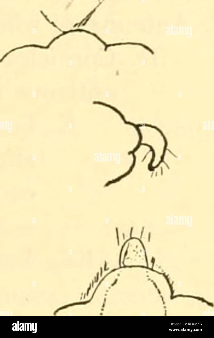 . Libro di classe di entomologia economica, con particolare riferimento agli insetti economico del nord degli Stati Uniti e del Canada. Insetti Utili; pesti di insetto; insetti; gli insetti. . Si prega di notare che queste immagini vengono estratte dalla pagina sottoposta a scansione di immagini che possono essere state migliorate digitalmente per la leggibilità - Colorazione e aspetto di queste illustrazioni potrebbero non perfettamente assomigliano al lavoro originale. Lochhead, William, 1864-. Philadelphia, Blakiston Foto Stock