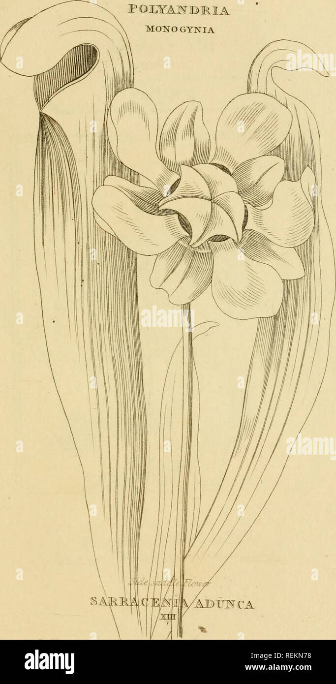 . Le classi e gli ordini del sistema Linnaean di botanica : illustrato da selezionare campioni di valuta estera e di piante indigene. Piante; piante. PQJLYAlvrimiA MONOGYNIA. Si prega di notare che queste immagini vengono estratte dalla pagina sottoposta a scansione di immagini che possono essere state migliorate digitalmente per la leggibilità - Colorazione e aspetto di queste illustrazioni potrebbero non perfettamente assomigliano al lavoro originale. Duppa, Richard, 1770-1831. Londra : stampato da T. Bensley per Longman, Hurst, Rees, orme, e Marrone Foto Stock