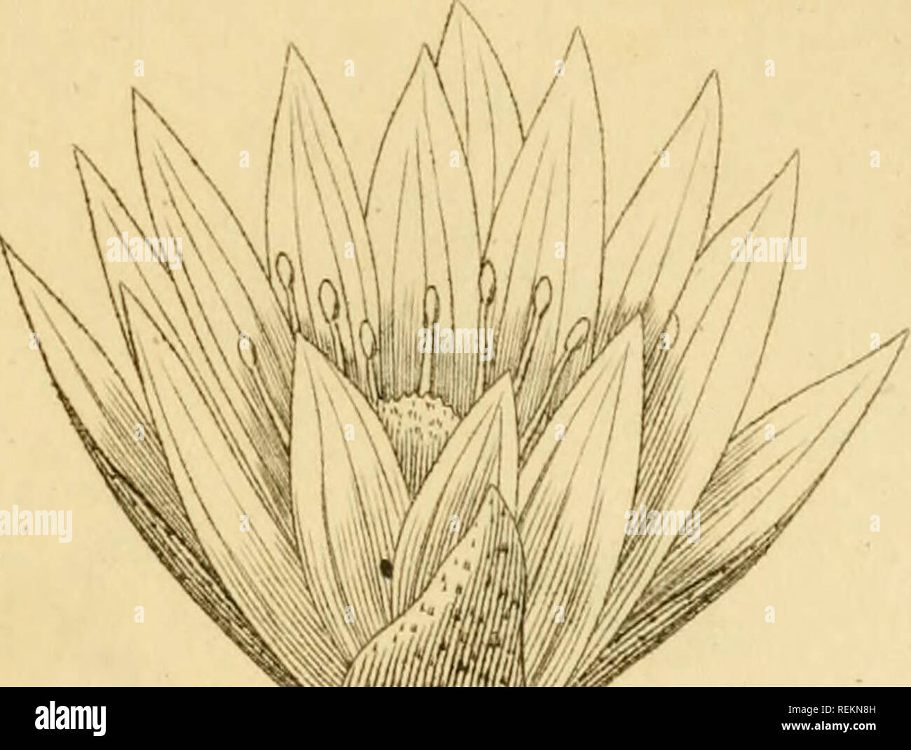 . Le classi e gli ordini del sistema Linnaean di botanica : illustrato da selezionare campioni di valuta estera e di piante indigene. Piante; piante. . Si prega di notare che queste immagini vengono estratte dalla pagina sottoposta a scansione di immagini che possono essere state migliorate digitalmente per la leggibilità - Colorazione e aspetto di queste illustrazioni potrebbero non perfettamente assomigliano al lavoro originale. Duppa, Richard, 1770-1831. Londra : stampato da T. Bensley per Longman, Hurst, Rees, orme, e Marrone Foto Stock