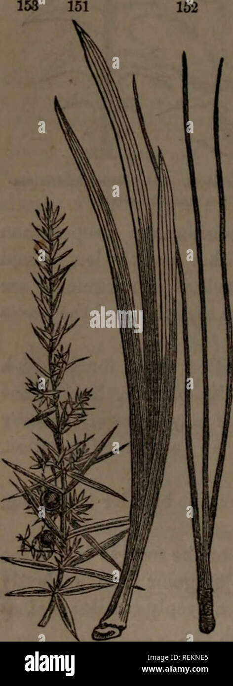 . Classe-libro di botanica : essendo i contorni della struttura, la fisiologia e la classificazione delle piante : con una flora di Stati Uniti e Canada. La botanica; botanica; Botanica. Palmate venata di foglie. 147, Menispcrmum Cana<una lente. 14S, Passiflora cerulea. 149, Brons- sonetia papyrifera. 150, quercia geranio. Le foglie sono palmately schisi e palmately parted, secondo la profondità delle incisioni come sopra descritto. Ma il più particolare modi- fica è 273. Le pedate, come un uccello il piede, avente la più bassa coppia di veinlets ingrandita, recurved e recanti ognuno più dei segmenti (148). 274. Il f Foto Stock