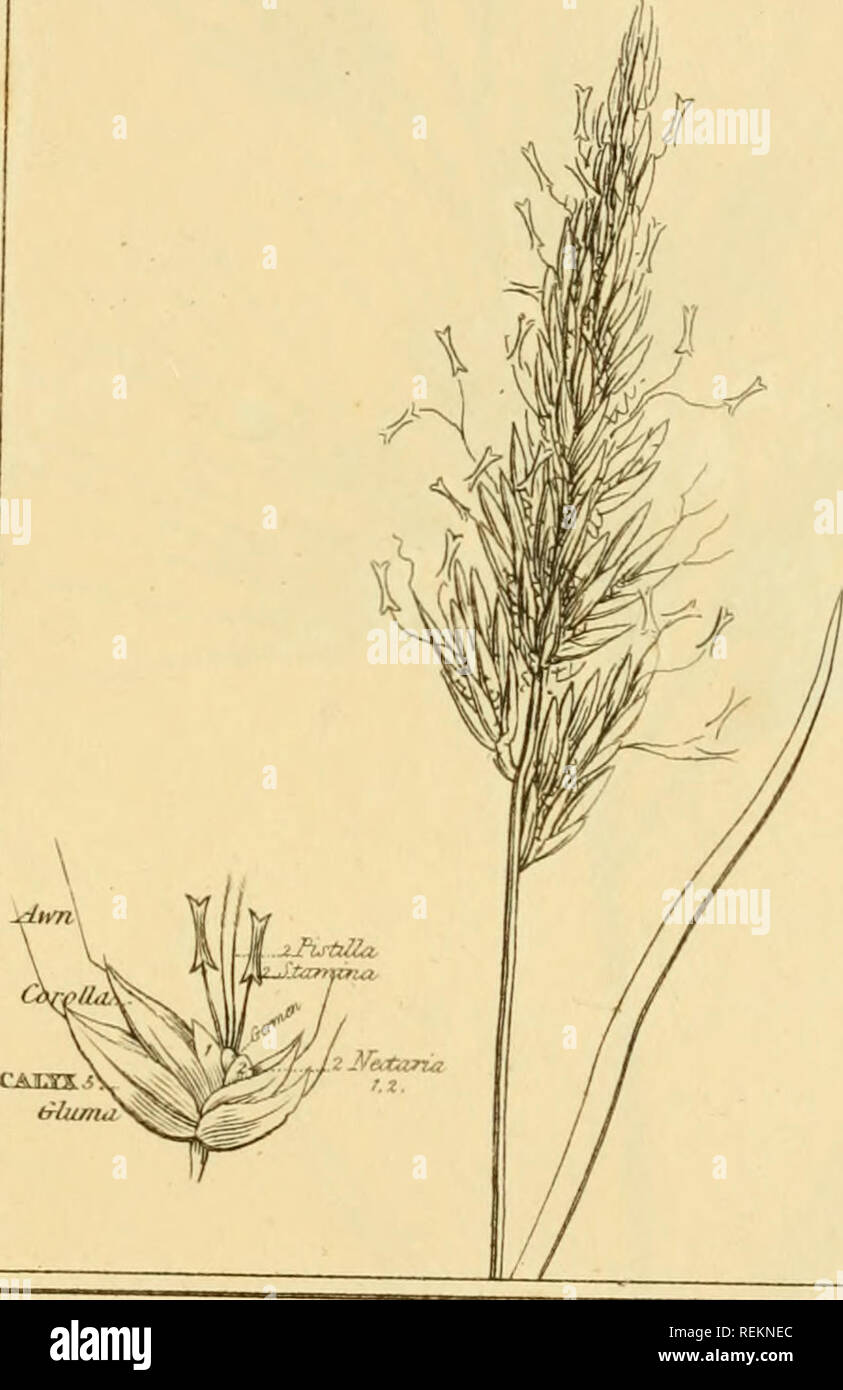 . Le classi e gli ordini del sistema Linnaean di botanica : illustrato da selezionare campioni di valuta estera e di piante indigene. Piante; piante. Classe DIGYNIA ordine n 2 H V]. ^2S2S". Si prega di notare che queste immagini vengono estratte dalla pagina sottoposta a scansione di immagini che possono essere state migliorate digitalmente per la leggibilità - Colorazione e aspetto di queste illustrazioni potrebbero non perfettamente assomigliano al lavoro originale. Duppa, Richard, 1770-1831. Londra : stampato da T. Bensley per Longman, Hurst, Rees, orme, e Marrone Foto Stock