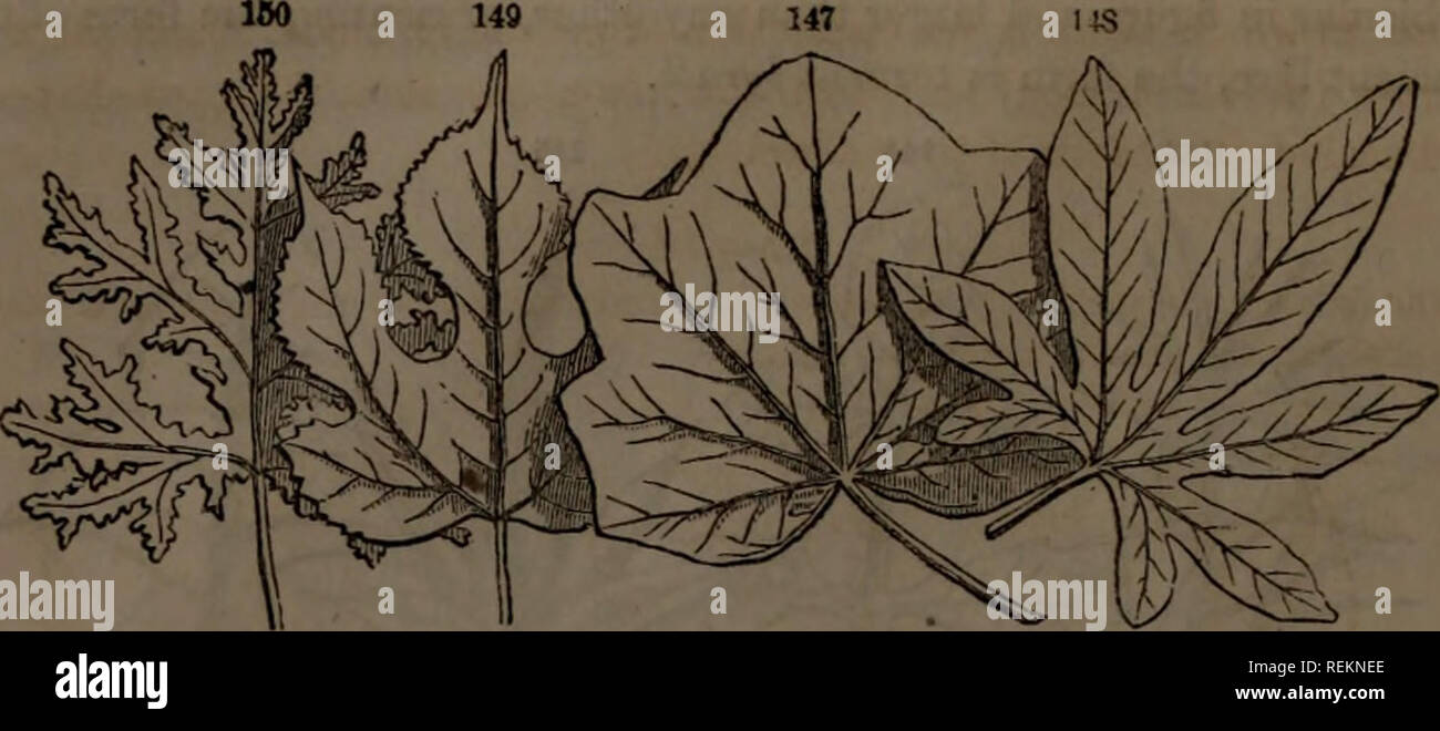 . Classe-libro di botanica : essendo i contorni della struttura, la fisiologia e la classificazione delle piante : con una flora di Stati Uniti e Canada. La botanica; botanica; Botanica. 58 forma FIGORJt OB. 149 147 I. Palmate venata di foglie. 147, Menispcrmum Cana<una lente. 14S, Passiflora cerulea. 149, Brons- sonetia papyrifera. 150, quercia geranio. Le foglie sono palmately schisi e palmately parted, secondo la profondità delle incisioni come sopra descritto. Ma il più particolare modi- fica è 273. Le pedate, come un uccello il piede, avente la più bassa coppia di veinlets ingrandita, recurved e recanti ciascuna diversi Foto Stock