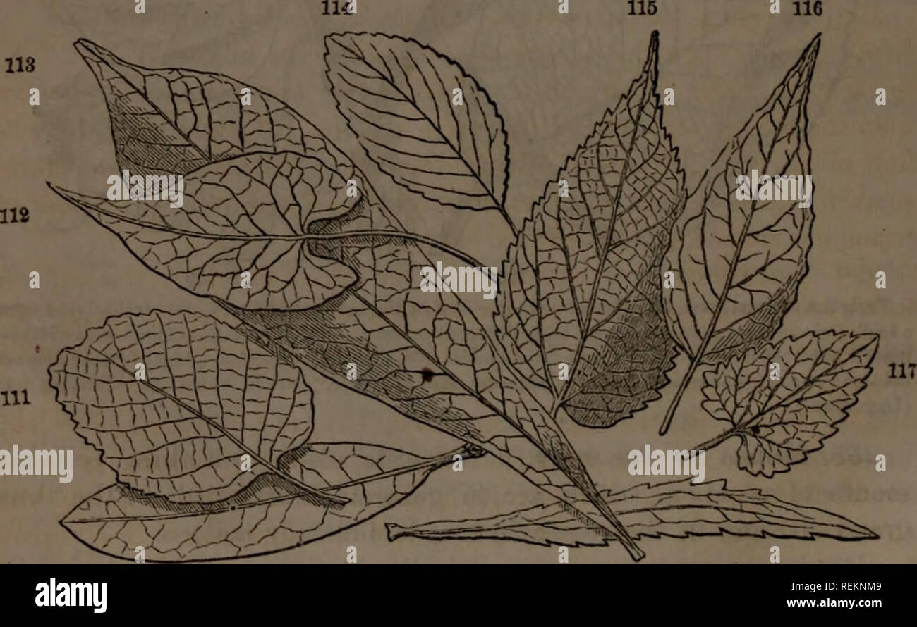 . Classe-libro di botanica : essendo i contorni della struttura, la fisiologia e la classificazione delle piante : con una flora di Stati Uniti e Canada. La botanica; botanica; Botanica. 54 FORMA O FIG0RE. 259. La venatura reticolata, lo studente deve fare attenzione in caso di nota tre forme principali, la piuma-venato, il palmate-venato e il triple-venato. La piuma venata (pinni venata)lcaf è quello in cui la venatura è costituito da un midvein dando fuori a intervalli veinlets laterale e il ramo- ing veinulcts. Ex. faggio, castagno. 2G0. In irradiare venata (palmi-veincd) foglie la venatura con- sists di diversi Foto Stock