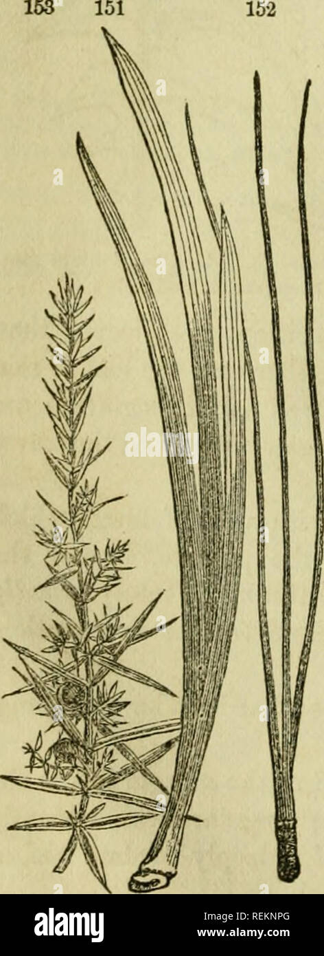 . Classe-libro di botanica: essendo i contorni della struttura, la fisiologia e la classificazione delle piante; con una flora di Stati Uniti e Canada. La botanica; piante; piante. Palmate venata di foglie. 147, Menispermum Canadense. 143, Passiflora cenilea. 149, Brou"- sonetia papyrifera. 150, quercia geranio. Le foglie sono palmately schisi e palmately parted, secondo la profondità delle incisioni come sopra descritto. Ma il più particolare modi- fica è 273. Le pedate, come un uccello il piede, avente la più bassa coppia di veinlets ingrandita, recurved e recanti ognuno più dei segmenti (148). 274. I moduli o Foto Stock