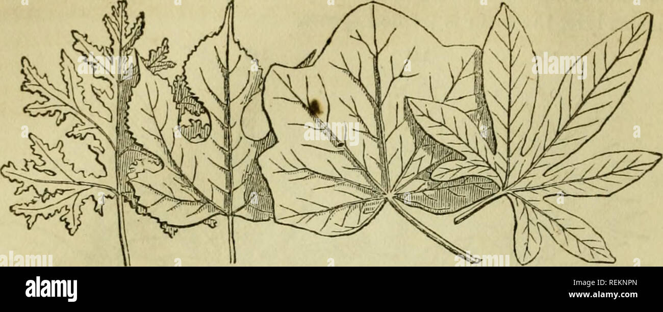 . Classe-libro di botanica: essendo i contorni della struttura, la fisiologia e la classificazione delle piante; con una flora di Stati Uniti e Canada. La botanica; piante; piante. 58 150 forma o figura. 149 147 ms. Palmate venata di foglie. 147, Menispermum Canadense. 143, Passiflora cenilea. 149, Brou"- sonetia papyrifera. 150, quercia geranio. Le foglie sono palmately schisi e palmately parted, secondo la profondità delle incisioni come sopra descritto. Ma il più particolare modi- fica è 273. Le pedate, come un uccello il piede, avente la più bassa coppia di veinlets ingrandita, recurved e recanti ognuno più di t Foto Stock