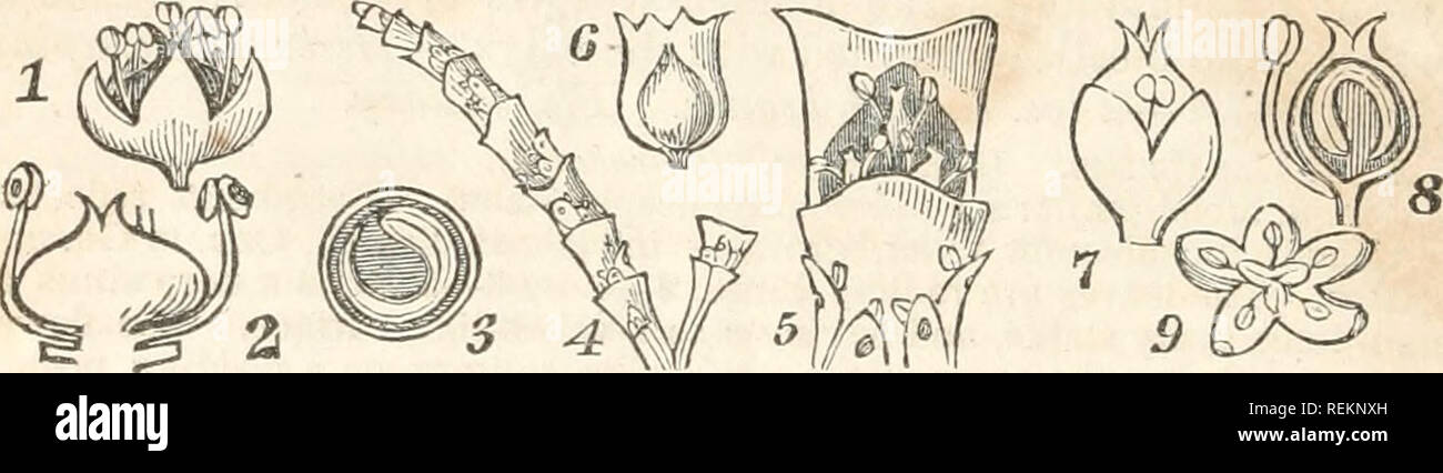 . Una classe-libro di botanica, progettato per college, accademie e altri seminari ... Illustrato da una flora del nord, centrale e stati occidentali; in particolare degli Stati Uniti a nord del Campidoglio, lat. 38 3/4. La botanica; piante -- Stati Uniti; piante -- Canada. 4G6 CVI. CHENOPODIACE^. Salicornia, base dello stelo. Calice viola opaco, di una texture coriacee, tubolare ripiegata quasi doppio, gibbous alla base e all'angolo, arto 2, a labbro labbro superiore 2-lobate. La capsula obovate, 6-angolato, 6-9 pollici lungo, con numerosi piccoli semi. Giugno.- La radice secca è un prezioso stimolante, diaforetici un Foto Stock