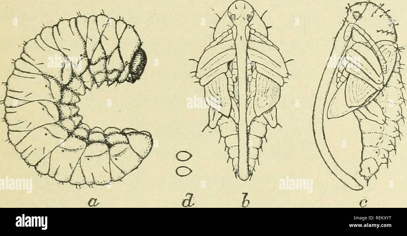 . Circolare. Gli insetti. (Balaninus proboscideus Fab.) La più grande curculione di castagno (fig. 2) è considerevolmente più grande e più robusto specie. Il rostro femmina o il becco, sebbene la proporzione- ately di circa la stessa lunghezza del curculione minore, è per- ceptibly più prominente di essere- causare meno curvo, la curvatura essendo verso la punta. È anche più allargato alla base. Il corpo le misure da un terzo a quasi la metà di un pollice di lunghezza e il becco della femmina è spesso di cinque ottavi di pollice lungo. Quello dei maschi (fig. 2, c) è quasi come lungo come il elytra. L'uovo è piccolo, circa Foto Stock