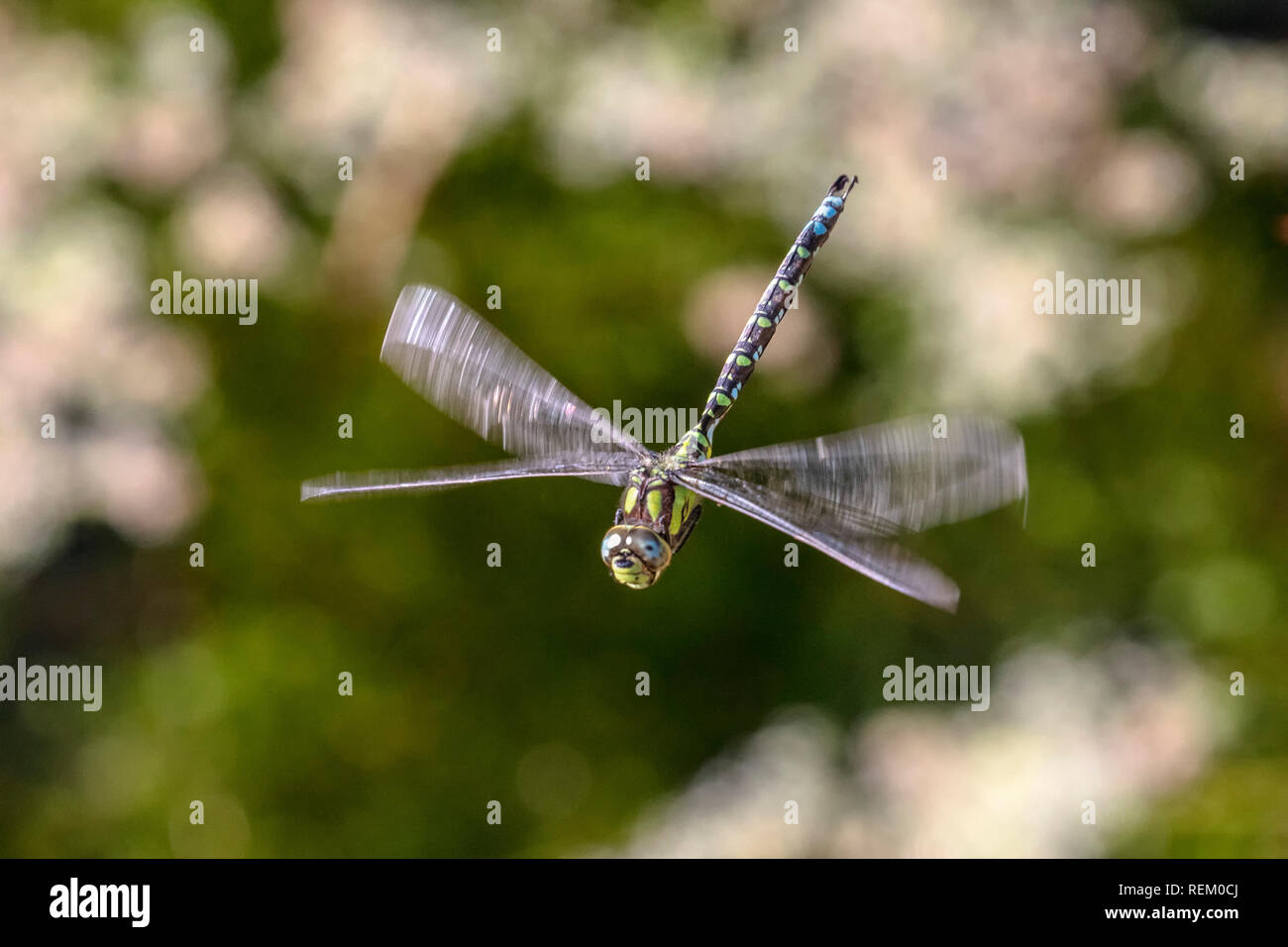 I Paesi Bassi, Delden, Rurale Twickel station wagon, Dragonfly. Foto Stock
