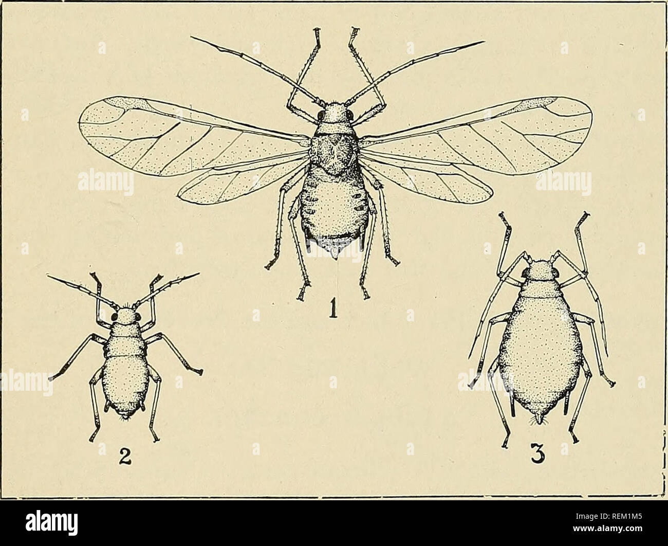 . Circolare. Agricoltura; Agricoltura; Entomologia. Impianto vegetale i pidocchi 9 il metodo di passare l'inverno non è ancora stato determ- ined, ma probabilmente passa la stagione fredda come un uovo. La wingless i pidocchi si trovano a fine aprile e continuare la generazione dopo generazione fino a temperature basse. Si raggiunge di solito di danneggiare i numeri nella parte lat- ter parte della stagione. È forse la più rapida allevatore tra la pianta i pidocchi. Lo scrittore ha osservato questa specie di danneggiare solo i numeri sul rape. Grandi aree di Monmouth County hanno risentito gravemente. Melon Aphis (Aphis gossypii Glover) Foto Stock