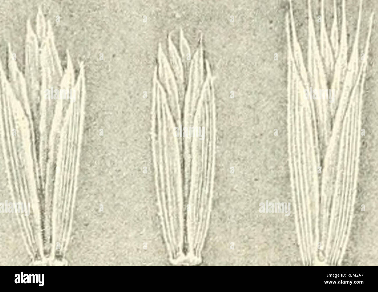 . Circolare. Agricoltura; Agricoltura -- Stati Uniti. Semi di quack-GKASS E DEL GRANO CEETAIN-graminacee.. V. Fig. 4.-Splkelets di quack-erba, che mostrano diverse forme. Nota le forme del ghimes in 0, 6, c, d, e l'awned forma di glumes e semi mostrato in d; e, vista di bordo di spikelet. (Ingrandita) lungo con relativamente pochi semi individuali in campioni di truffare-sementi da prato contenente semi di quack-erba. Snello frumento-erba (aGROPYRON TENERUM, VASEY). Il spikclets di esili frumento-erba (fig. 6) variano da metà a tre quarti di un pollice di lunghezza e contengono da 4 a 7 semi. Foto Stock
