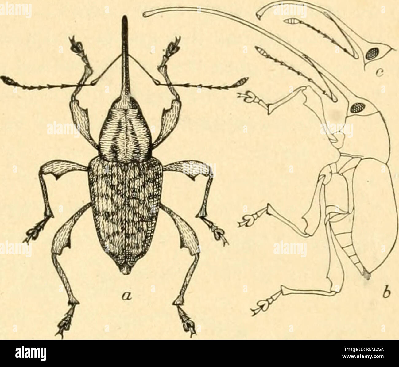 . Circolare. Pesti di insetto e pesti di insetto. Il più grande curculione di castagno. {Buhiiiinus iiroboscideus Fab.) La più grande curculione di castagno (fig. 2) è considerevolmente più grande e più robusto specie. Il rostro femmina o il becco, sebbene proi)ortion- ately di circa la stessa lunghezza del curculione minore, è per- ceptibly più prominente di essere- causare meno curvo, la curvatura essendo verso la punta. È anche più allargato alla base. Il corpo le misure da un terzo a quasi la metà di un pollice di lunghezza e il becco della femmina è spesso di cinque ottavi di pollice lungo. Quello dei maschi (fig. 2, c) è nea Foto Stock