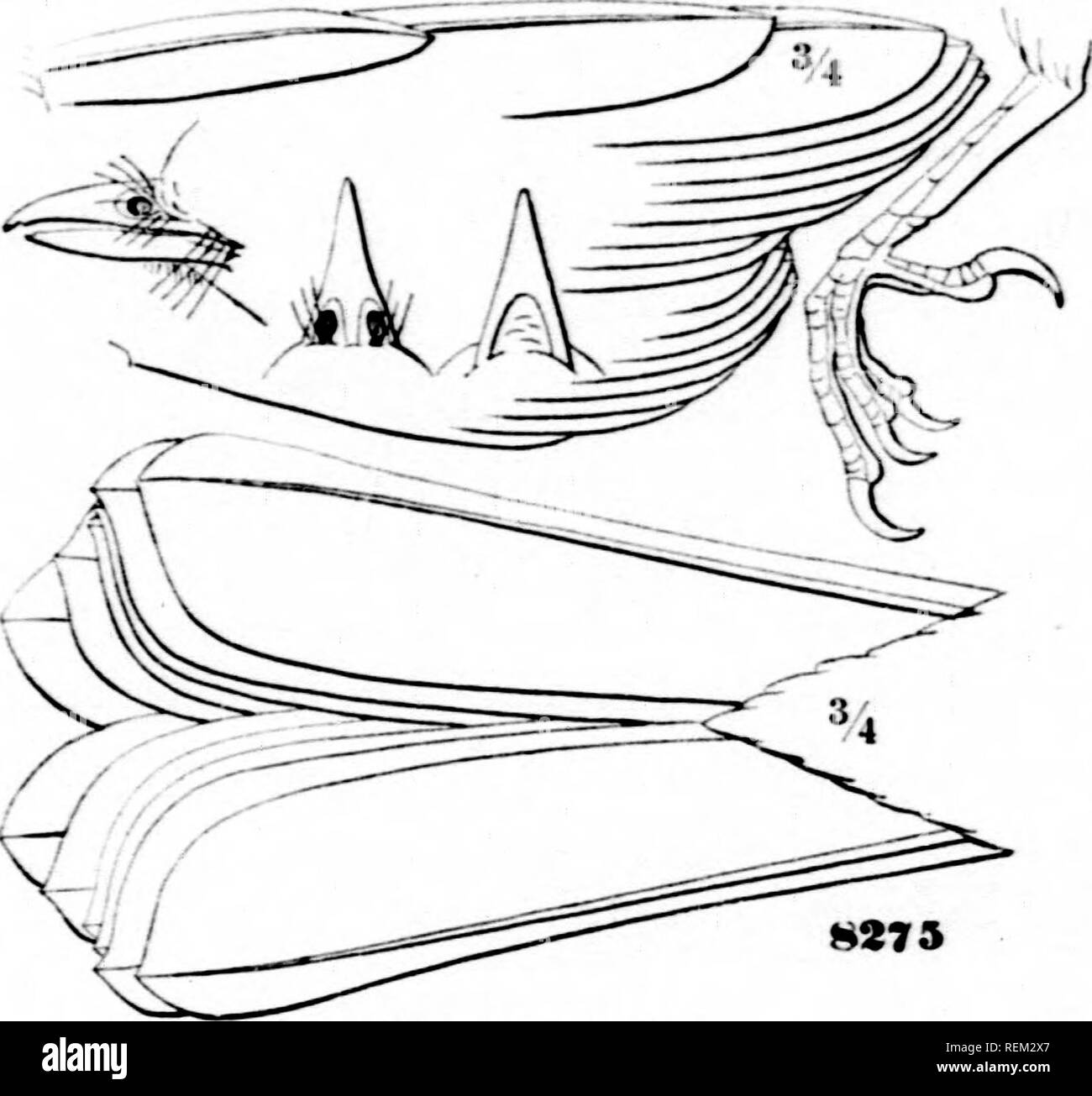 . Una storia di uccelli del Nord America [microformati] : uccelli di terra. Uccelli -- Nord America; Ornitologia -- Nord America; Oiseaux -- Amérique du Nord; Ornithologie -- Amérique du Nord. 406 uccelli del Nord America. Pin Plirpnopi niti totale iis len.V'th, 7.0U ; ala, 3.SU ; tuil, 4,35 ; len&LT;, esimo ol' bill dal fronte, AG, dalla narice .31, lungo gape, .00 ; Tarso, .70; dito medio e elaw, .03. IIaij. Regione montagnosa del (' porzioni meridionale del Western e metà- dle Province di Stati Uniti e Sud a Orizaba; Capo Sant Lucivs; pla- teau del Messico (residente, Slmichkast). Abitudini. S"" quanto Foto Stock