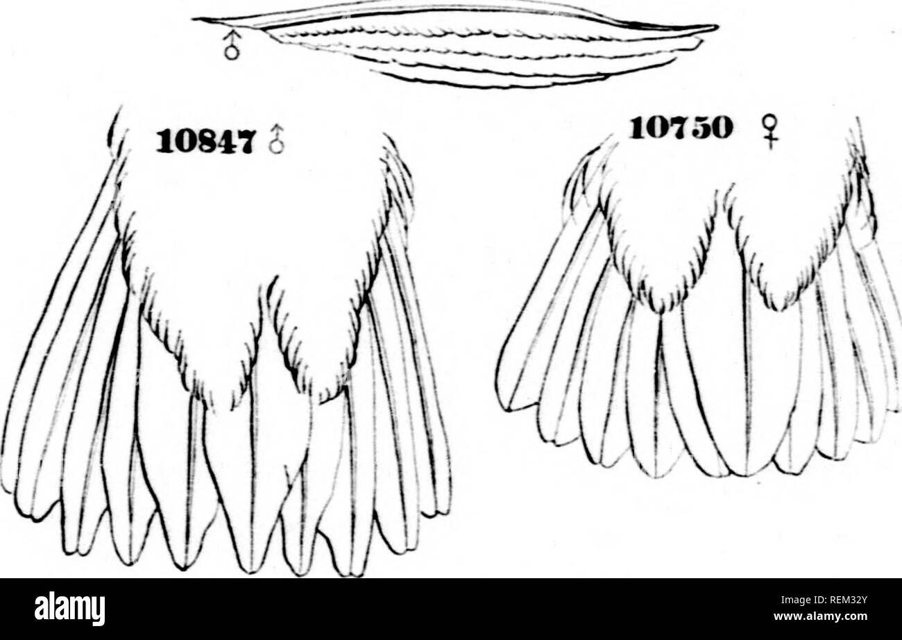 . Una storia di uccelli del Nord America [microformati] : uccelli di terra. Uccelli -- Nord America; Ornitologia -- Nord Americano; Oiseaux -- Amérique du Nord; Ornithologie -- Amérique du Nord. -1G2 uccelli del Nord America. Selasphorus platycercus, G(h ld. BBOAB-tailed HUMMINO-BIBD. Teglie Troih pillola ([/cere noi, Sv. Pliilos. Mag. I, 1827, 441 ^Messico). Schiaphorus phdijccrcas, Gould, Lunedi TroiliilM. o lluiuniing-lUitls, iii, Miy, 1852. - LiAiuit, llinls X. Am. 1858, 135, ]"1. xliii, ligs. 1 e '1. - Coopeu, Pr. Lai. Ac. 1S68 ^Lake Tahoe). -1b. Oni. Cal. I, 1S7&LT;", :J57. Oniisiuia tricolore, Lc.ss&LT;"N", Col Foto Stock