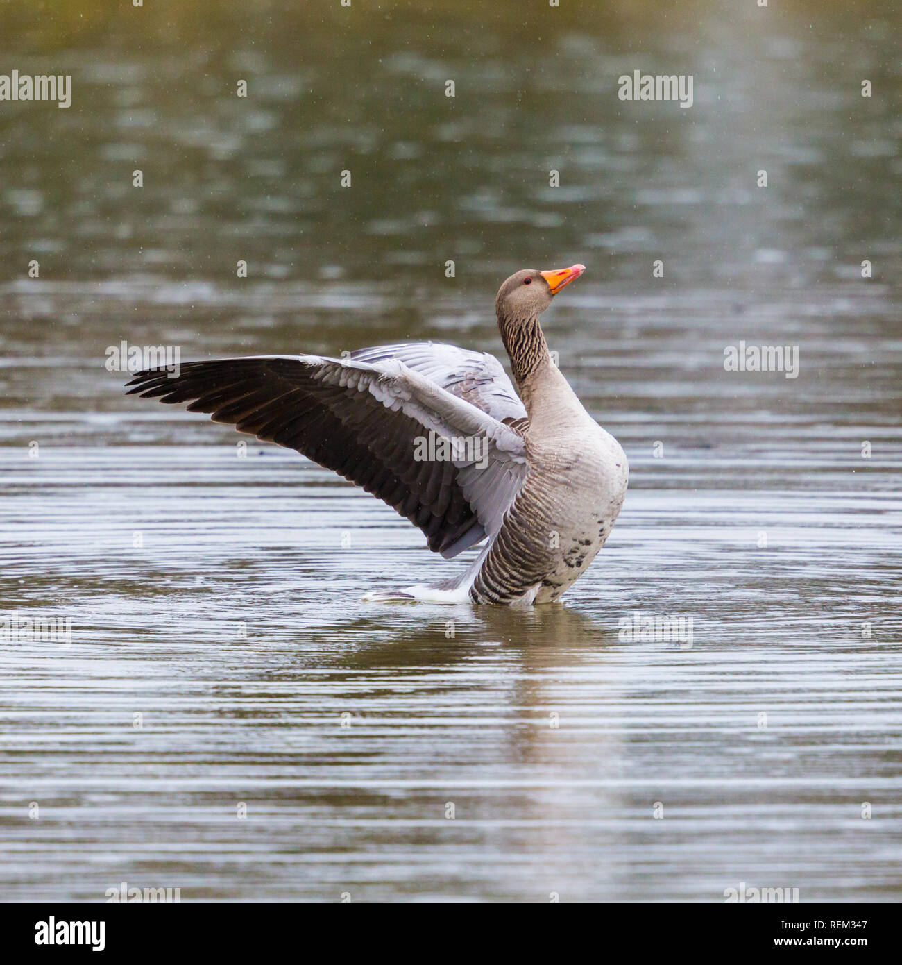 Graylag naturale goose (Anser anser) spalmatura delle ali sulla superficie di acqua in caso di pioggia Foto Stock