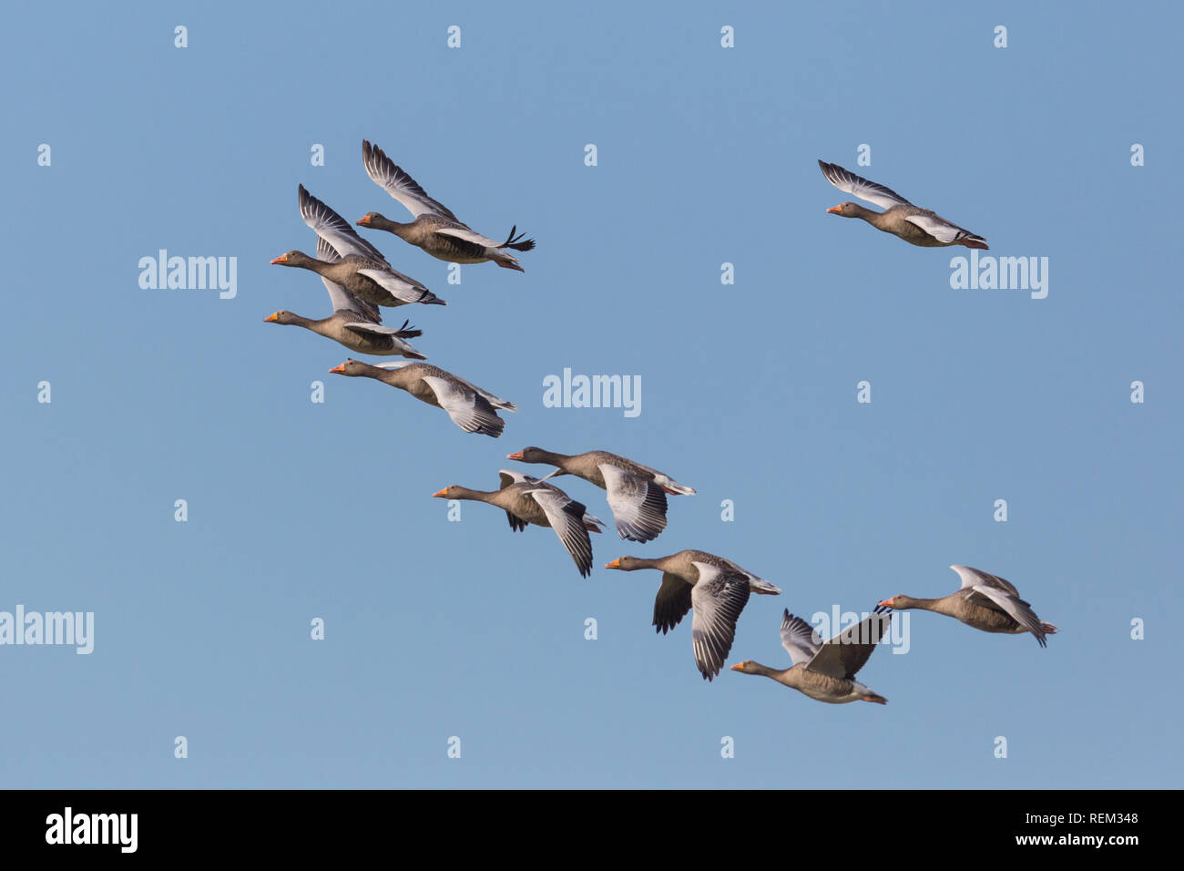 Gruppo di molti battenti naturale oche grigie (Anser anser) nel cielo blu Foto Stock