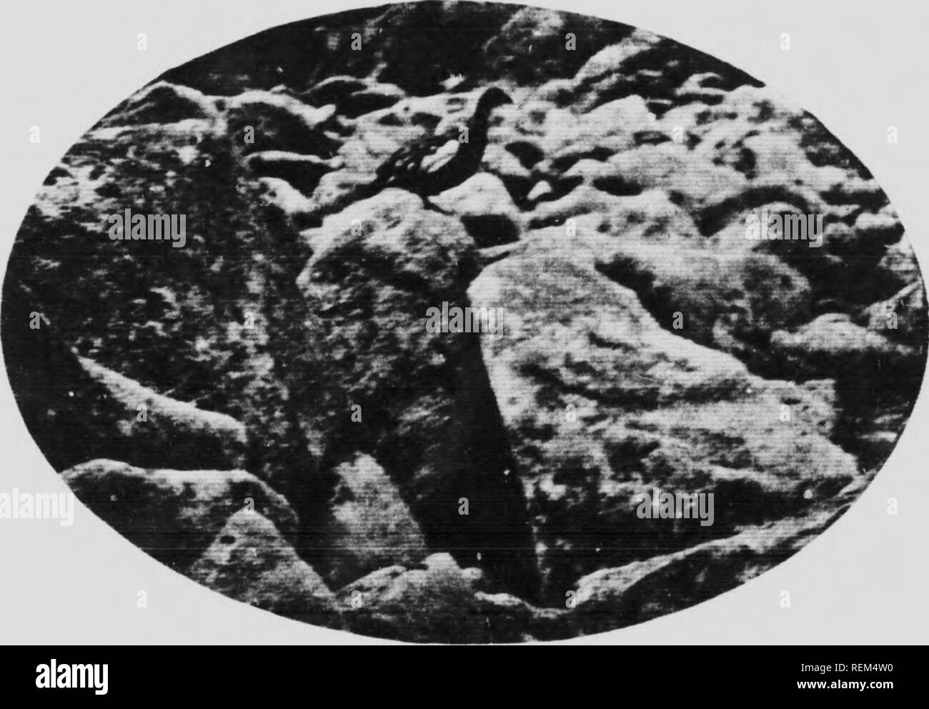 . Il fascino delle colline [microformati]. Gli uccelli; Bird watching; Oiseaux; Oiseaux. I'TARMICAN SU IlKK Nl.SF. Ho Ml. I'TAKMIGAN tAl.l.Kl) Ul' HY UN IMIIAllUN Lc 0^ CHICK IN UlSTRKSS. Si prega di notare che queste immagini vengono estratte dalla pagina sottoposta a scansione di immagini che possono essere state migliorate digitalmente per la leggibilità - Colorazione e aspetto di queste illustrazioni potrebbero non perfettamente assomigliano al lavoro originale. Gordon, Seton, 1886-1977. London ; Toronto : Cassell Foto Stock