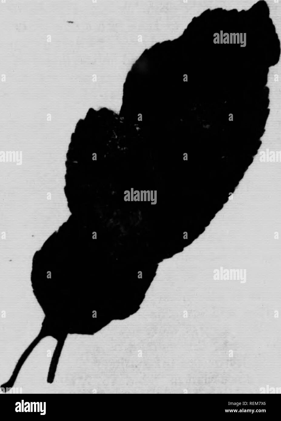 . Apple bud-le tarme e il loro controllo in Nova Scotia [microformati]. Pesti di insetto; Insectes nuisibles, Lutte contre les; Apple; Bud-moth; Pomme. 21 Scott e Paine,* consiglia un zolfo solubile di zolfo calcico spray dormienti come controllo di abbassare bud-moth. Questo spray non ferire la larvse in hiber- narie trimestre* a tutti, ma il larvse sulla caduta di emergenti a terra piuttosto che il foro in boccioli odiare l'odore del materiale a spruzzo su di essi. La minore bud-moth è solo una delle quattro specie in Nova Scrjtia e il trattamento consigliato per non così lontano come noi .- re awarf, aff Foto Stock