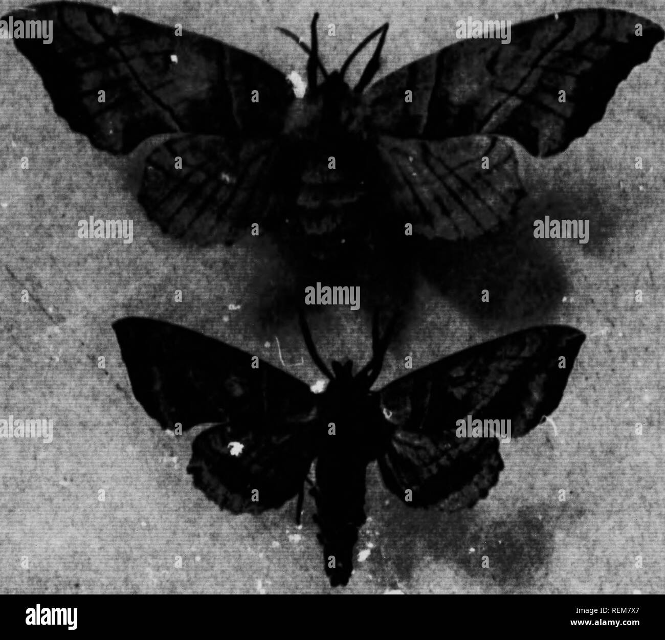 . La farfalla e la tignola prenota [microformati] : personale di studi e di osservazioni di più familiare specie. Farfalle; Papillons; Papillons nocturnes; falene. La farfalla e la tignola libro che hanno lasciato la terra in cui il larv" effettuano uno scavo onu- disturbato. Per fortuna però gli insetti vissuto e nel giugno seguente un maschio e una femmina di falena apparso. In questo. Maschio e femmina caso motha il maschio è stata una luce pirkish-marrone, divieto di'^^d e contrassegnato con sfumature più profonda e con un quadrato di questa coior sul bordo interno di ciascun parafango anteriore. Egli ha misurato due e una metà pollici attraverso quando la diffusione, essendo più piccolo t Foto Stock