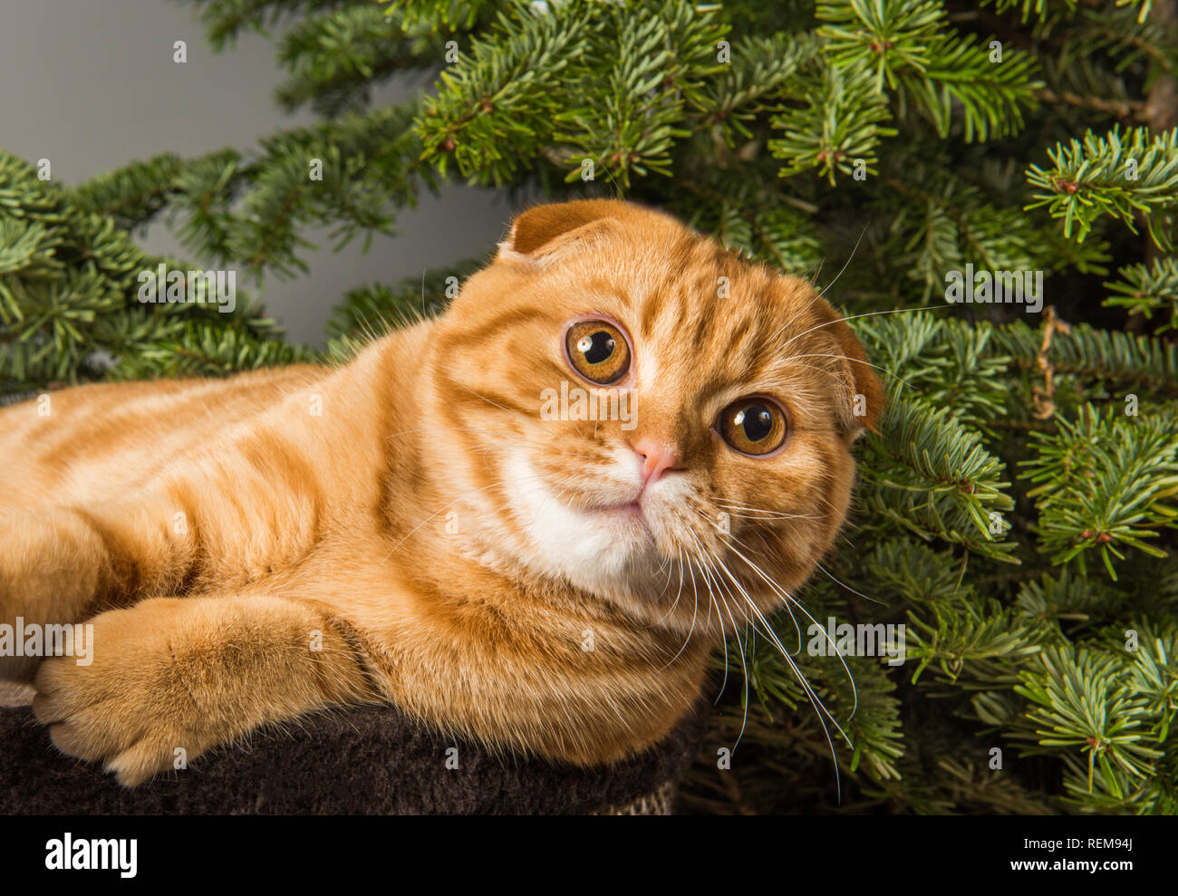 Bella Scottish Fold gatto rosso ha sollevato la sua zampata fino Foto stock  - Alamy