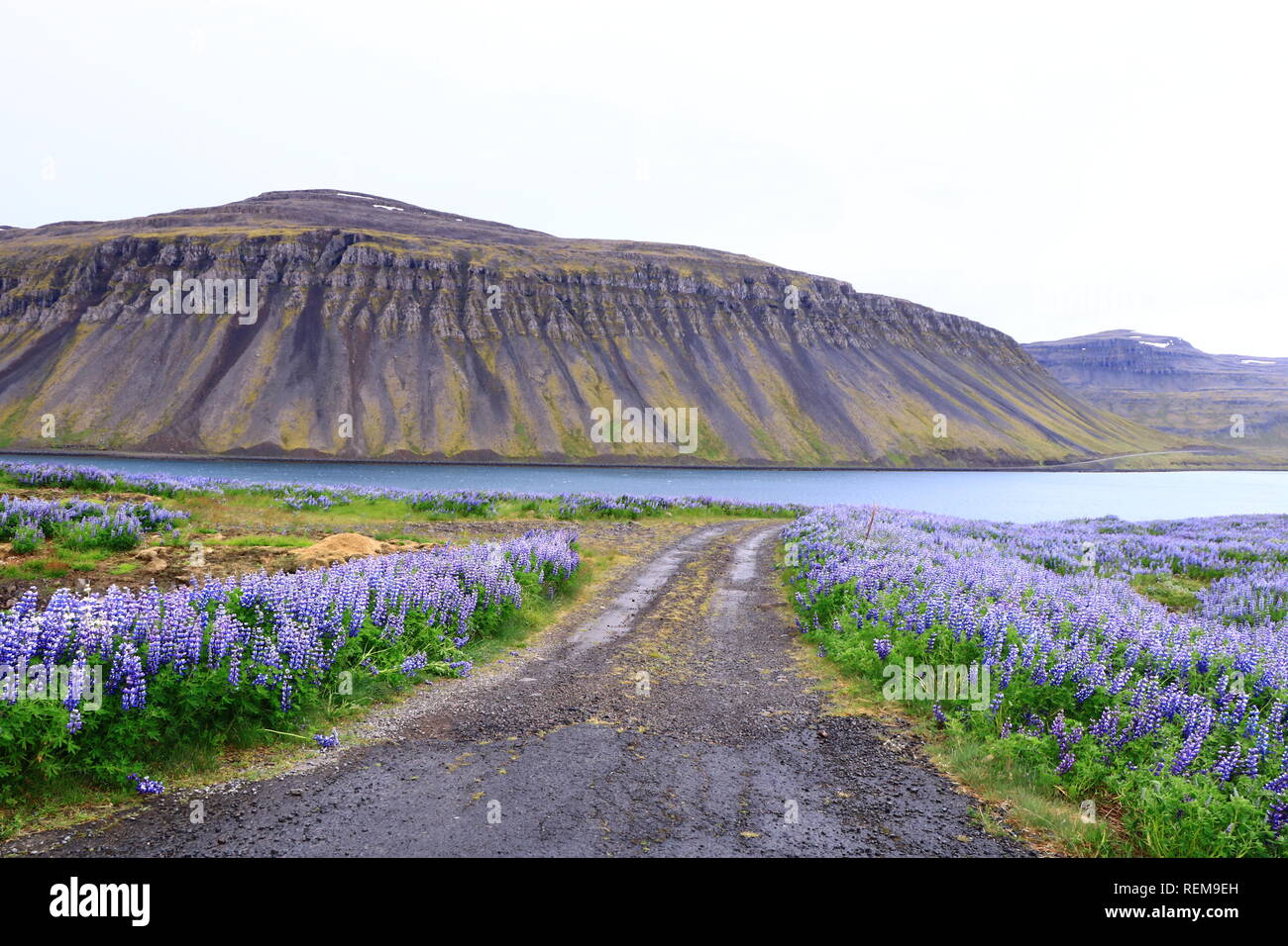 Paesaggio colorato con i lupini e verde e marrone montagne in Islanda Foto Stock