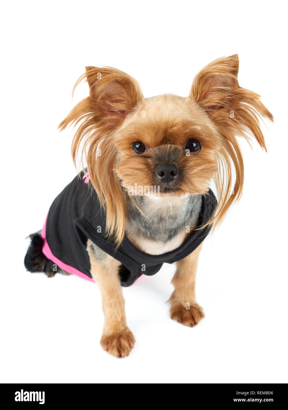 Un simpatico Yorkshire Terrier in nero pet tuta isolato su bianco Foto Stock