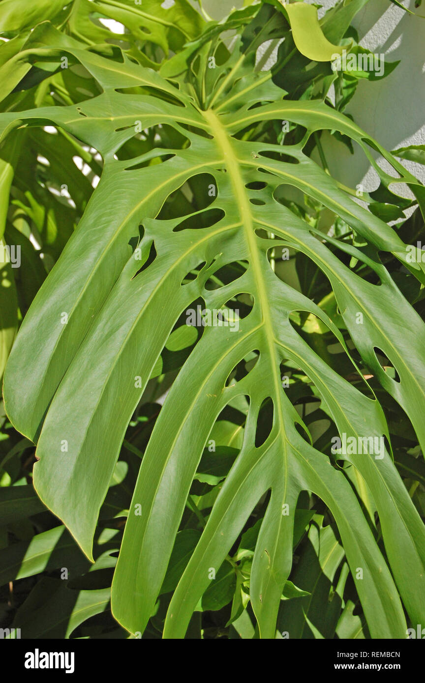 Foglie grandi di 'Monstera deliciosa' Foto Stock