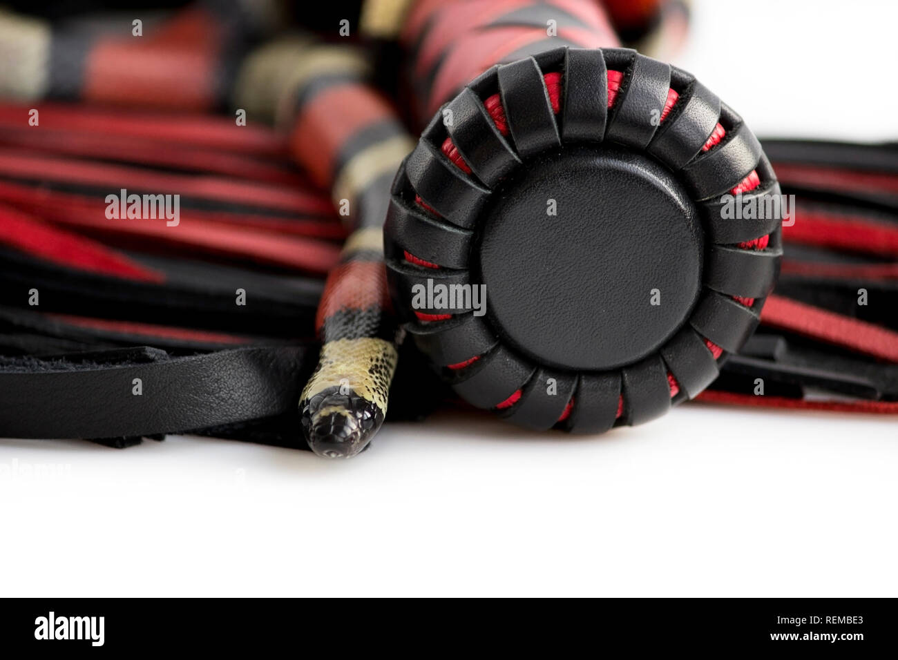 Rosso-nero floger con una maniglia modellata e code in pelle e giovani Scarlet kingsnake Lampropeltis elapsoides su sfondo bianco. Foto Stock