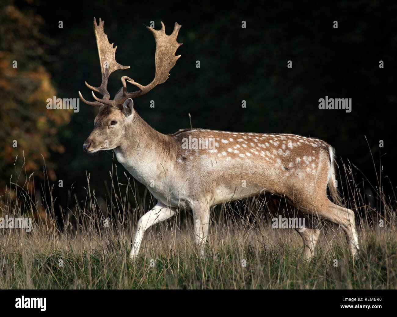 Macchie daini Stag, Dama Dama, Fountains Abbey, North Yorkshire, Inghilterra, Regno Unito Foto Stock