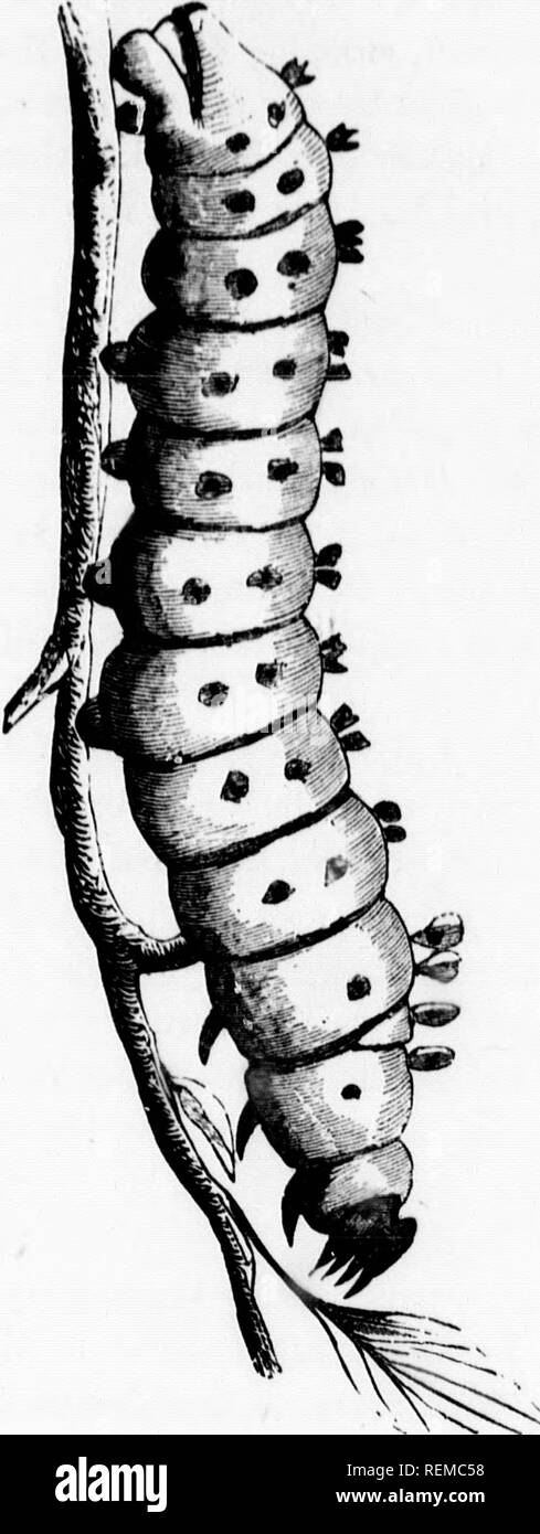 . La vita di North American insetti [microformati]. Insetti; Insectes. me North American insetti. Qualsiasi ono che incontra con i bruchi in abovo- ,,, "" menzionata mesi possono ligiiit!82. • L' hanno il piacere di testimoniare la loro meta- morphosis in bozzoli, e parecchi mesi dopo- erward in un elegante Mo*h, mediante la loro assunzione con molta attenzione su foglie e cautamente li porta a casa e il loro collocamento in una spa- cious box, con un po' di terra inumidito nella parte inferiore e quindi mettere- ting in essa qualche pennello asciutto-legno, circa un piede alto e coprendo il tutto con una garza per evitare th Foto Stock