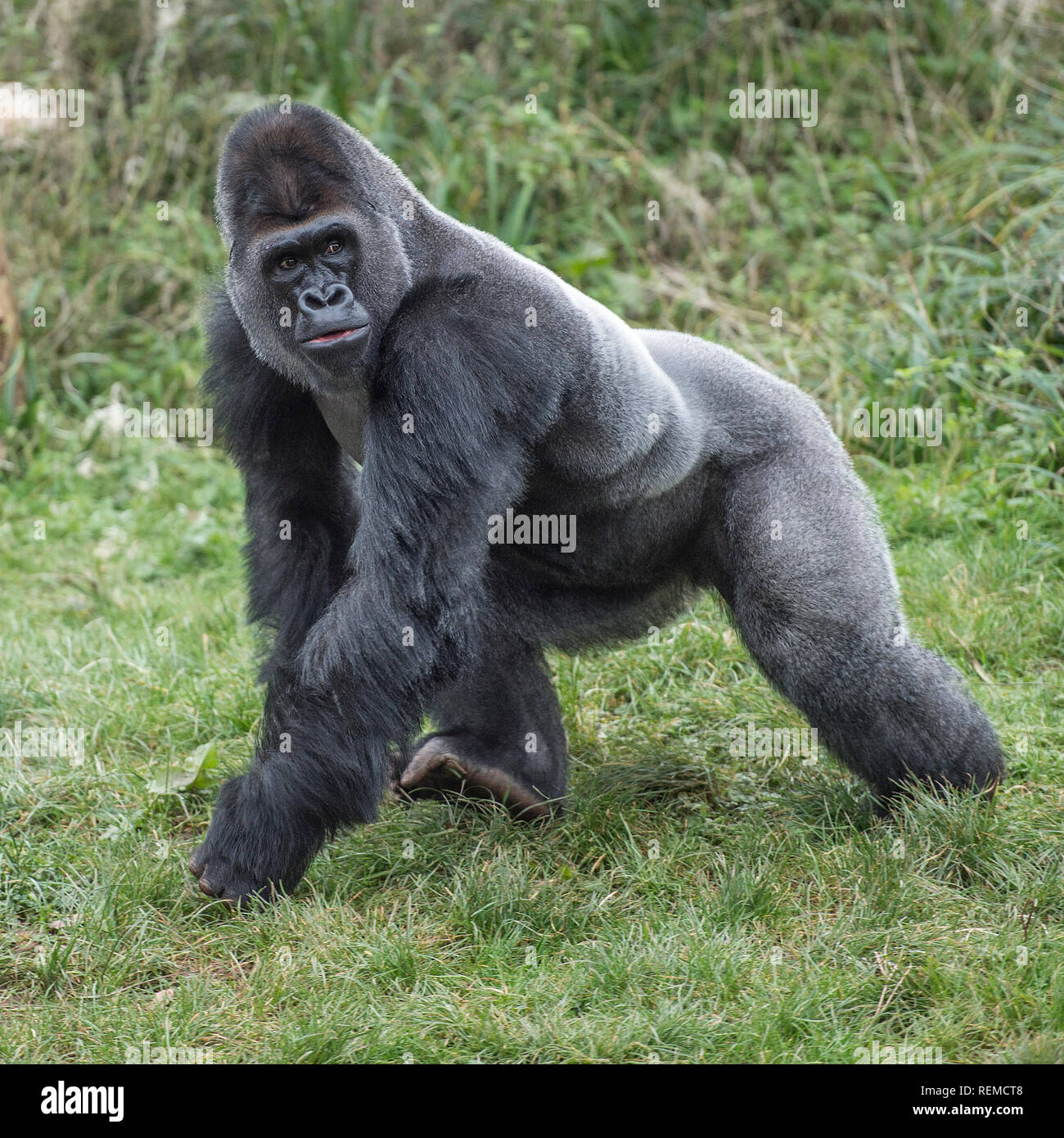 Western pianura gorilla silverback Foto Stock