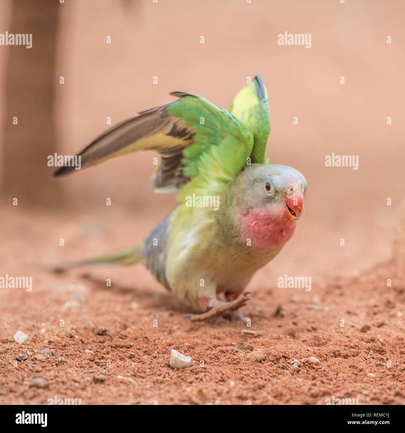 La principessa di Galles parrocchetto (Polytelis alexandrae) Foto Stock