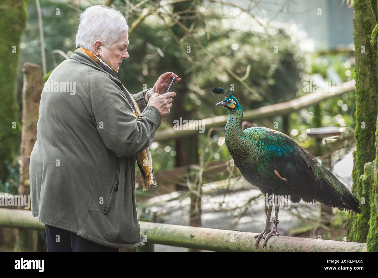 Donna Fotografa peacock Foto Stock