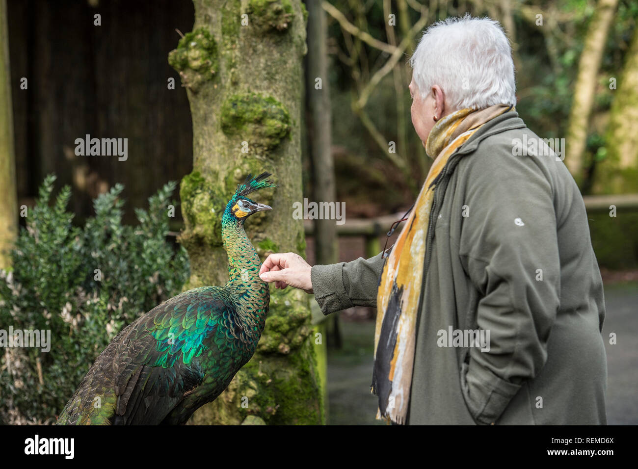 Donna accarezzare un pavone Foto Stock