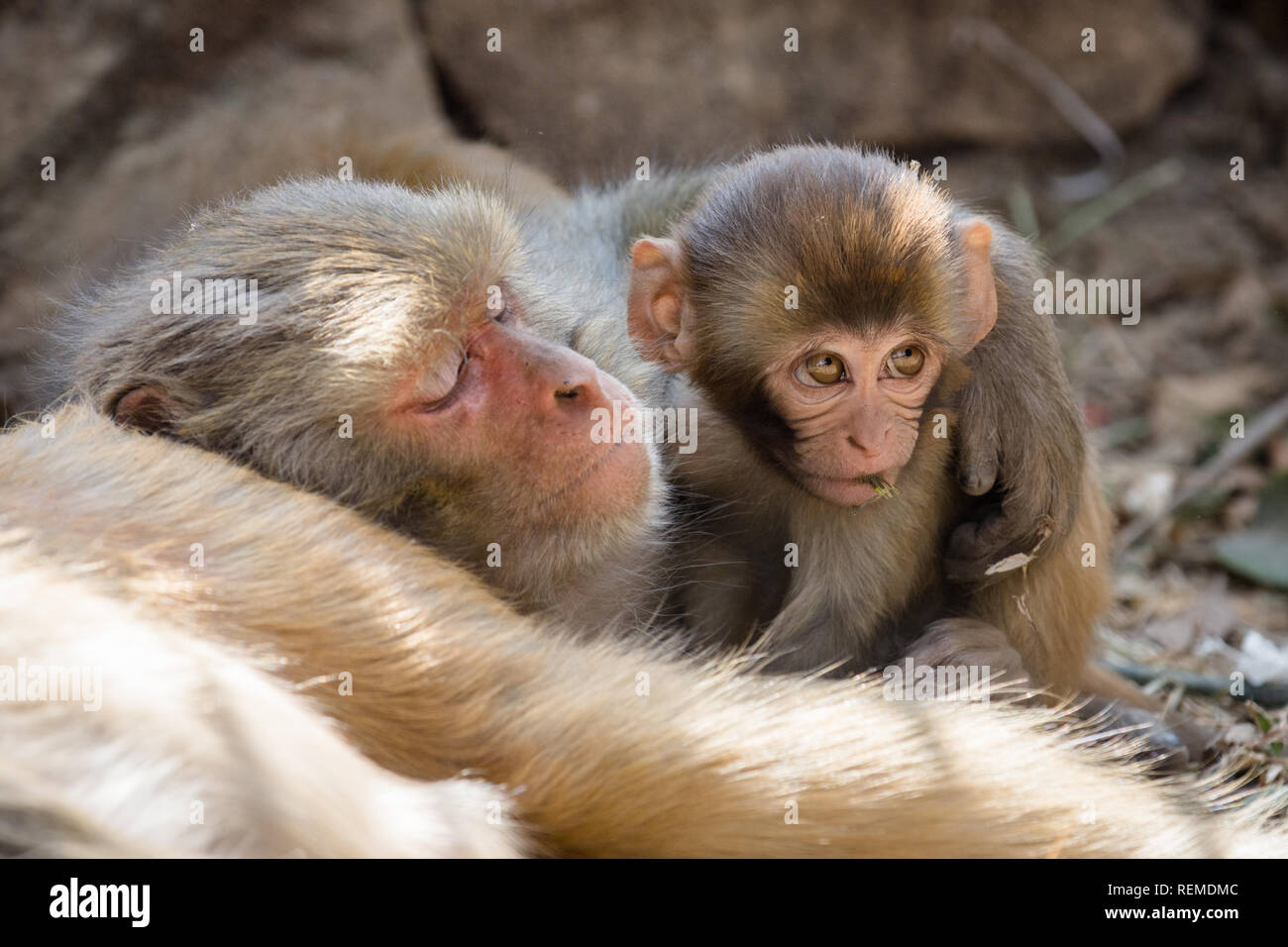 Giocoso macaco Rhesus (Macaca Mulatta) infant monkey accanto a un sonno scimmia adulta, Swayambhunath, Nepal Foto Stock