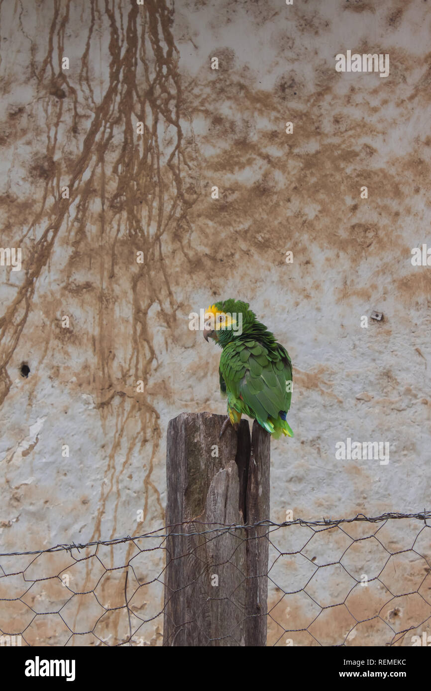 Parakeet colorato, pappagallo, cockatoo o macaw, tipico dei tropici, e Sud america Foto Stock