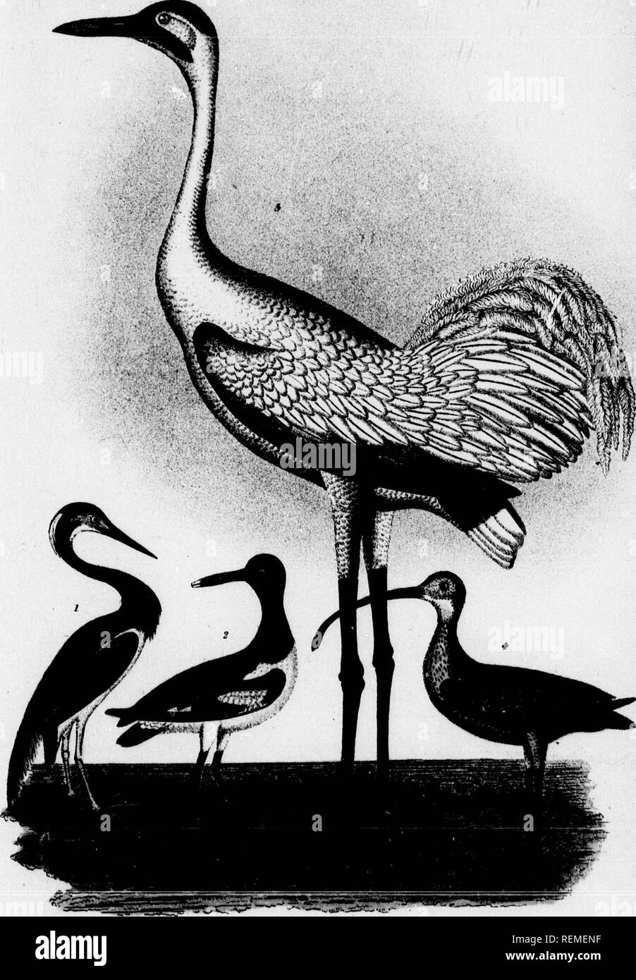 . American ornitologia, o la storia naturale degli uccelli degli Stati Uniti [microformati]. Gli uccelli; Oiseaux. measiinn&lt;r. Ihttmn r/;m yiili.-rf ,*i- J IVr/x^'n Xwr.m;/ fiv Jl'/R£irt/-r- LLouLuana H^xm. 2.Pied ('^ster tUcher. ^.Hiwpiruf gru. 4,Lon4f hiJleti CuHen' 04.. Si prega di notare che queste immagini vengono estratte dalla pagina sottoposta a scansione di immagini che possono essere state migliorate digitalmente per la leggibilità - Colorazione e aspetto di queste illustrazioni potrebbero non perfettamente assomigliano al lavoro originale. Wilson, Alexander, 1766-1813; Canino, Charles Lucien Jules Laurent Bonaparte, Prince de 1803- 1857. Lo Foto Stock