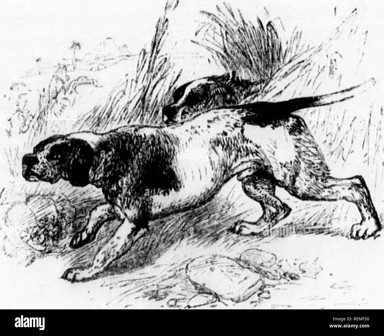 . L'illustrato Storia naturale [microformati]. Storia naturale; Sciences Naturelles. 54 STORIA NATURALE.. II P il ii il rcirrsK. Ho il puntatore è utilizzato dagli sportivi per segnalare il punto in cui il gioco hcs. Varia i campi fino a che i profumi della lepre pernice o che si trovano in vicinanza del gi-sound. Resta quindi ancora come se fosse stata scolpita in pietra, ogni arto fissato, e la coda rivolta direttamente dietro di esso. In questo atteggiamento rimane fino a quando la pistola viene scaricato e ricaricato e lo sportivo ha raggiunto il luogo dove l'uccello spnmg. È quindi con ansia le ricerche per il gioco, e porta l'uccello nella sua bocca, Foto Stock