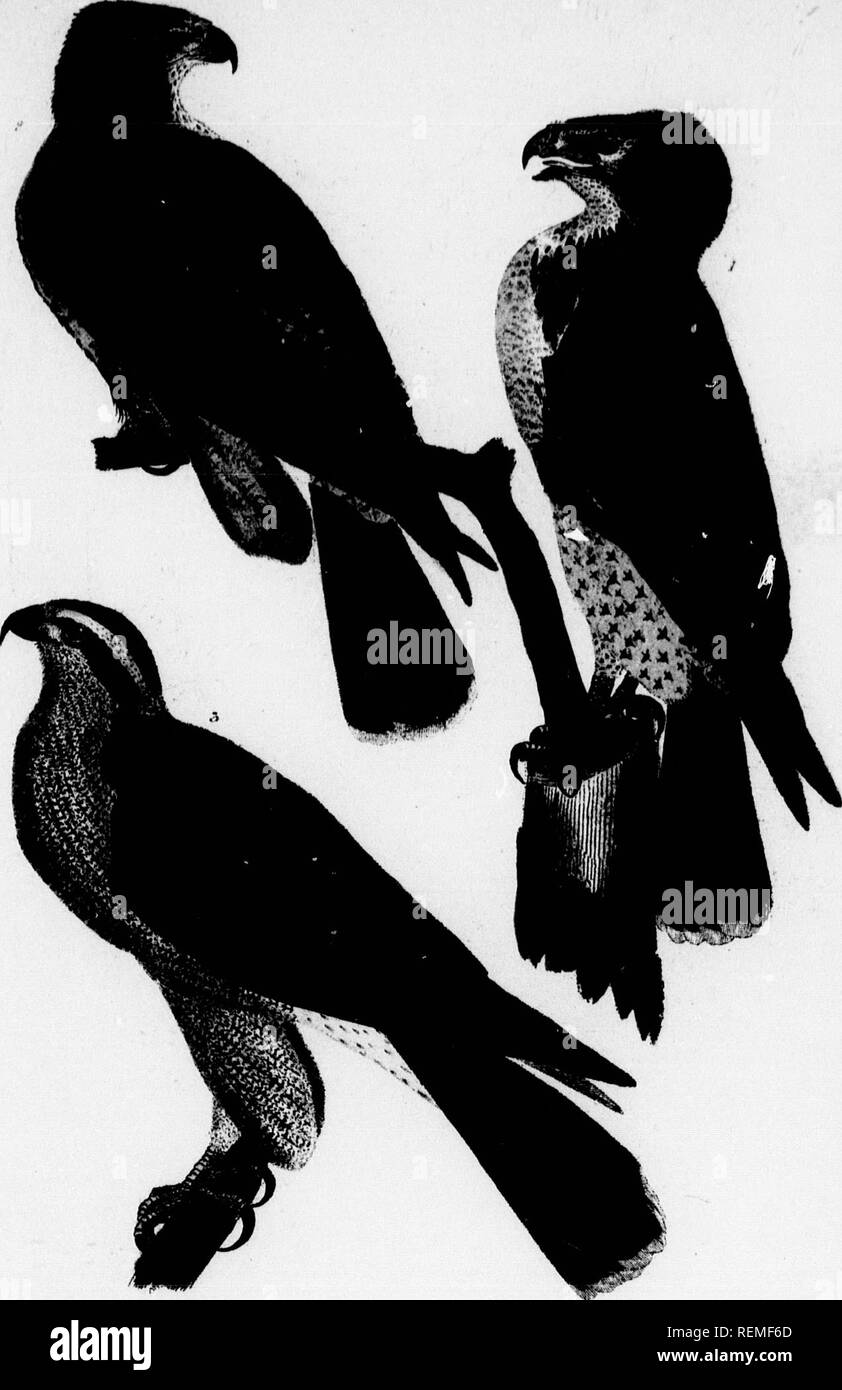. American ornitologia, o la storia naturale degli uccelli degli Stati Uniti [microformati]. Gli uccelli; Oiseaux. Imum "H*m s'atu/f hy J WU,,.rL l.Red'tailed ffawk. S^merican poiana.. dkjish-coloitreA. Hawk.. ^2. EtifNotul iy W-SJiumt. mk. Si prega di notare che queste immagini vengono estratte dalla pagina sottoposta a scansione di immagini che possono essere state migliorate digitalmente per la leggibilità - Colorazione e aspetto di queste illustrazioni potrebbero non perfettamente assomigliano al lavoro originale. Wilson, Alexander, 1766-1813; Canino, Charles Lucien Jules Laurent Bonaparte, Prince de 1803- 1857. Londra, Parigi, New York : Cassell Petter Foto Stock
