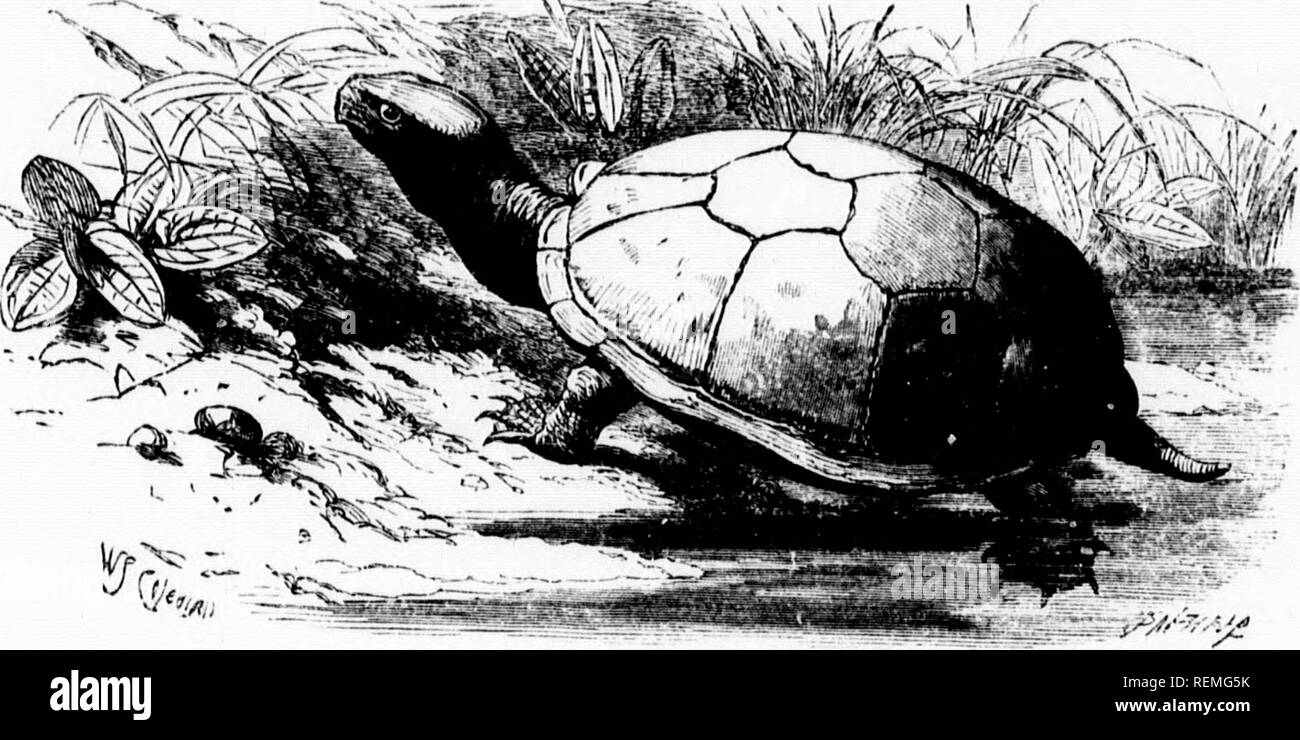 . L'illustrato Storia naturale [microformati]. Rettili, pesci, molluschi; Storia Naturale; Rettili; Poissons; Mollusques; Sciences Naturelles. Il fango TORTOISF, del Nord tlie uni'^h così piccola una F 111,'iiinst alnioat nel loro guscio, ottenuto, di modo che le jatfiiar, quale .d scoop il ipeiiinjfs attraverso ing alla carne 3ept forse un :o una grande altezza al rock, ma questo l.S la reale difesa del Riccio si trova in punti della sua quills e dell'manis nel rasoio-come bordi della sua bilancia, ma la difesa della tartaruga è interamente inagrrressive ed è più alleate a quella del braccio Foto Stock