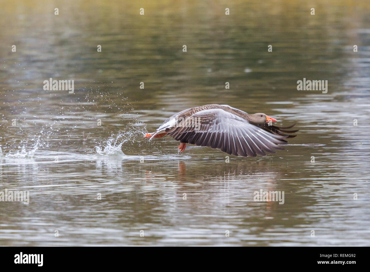 Uno naturale Grey Goose bird (Anser anser) prendendo il largo, acqua di superficie, diffondere le ali Foto Stock