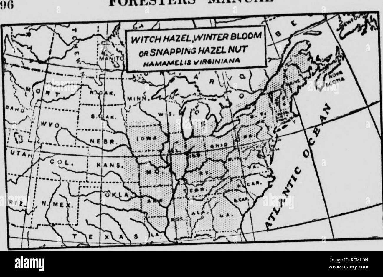 . Il forester, manuale o, alberi della foresta del Nord America orientale [microformati]. Alberi; Arbres. Guardaboschi' manuale. 10. HAMAMELIDACE^-strega-HAZEL FAMH^Y strega-hazel fioritura invernale o a scatto di nocciola. {Hamamelis Virginiana) un piccolo albero lo a 15 teet elevata, usualmente con "^^"f ^^^^iJ^^^^^jTh"; una radice. Nota per la sua fioritura in autunno, flovvers "^ K""'^^" ^"'Xmade dadi esplodono quando sono maturi gettando i semi di una dozzina di metri. Un snutt maae Sf le foglie secche smette di nosebleed in una volta sola o mdeed qualsiasi sanguinamento quando. Si prega di notare che queste immagini vengono estratte dalla pagina sottoposta a scansione im Foto Stock