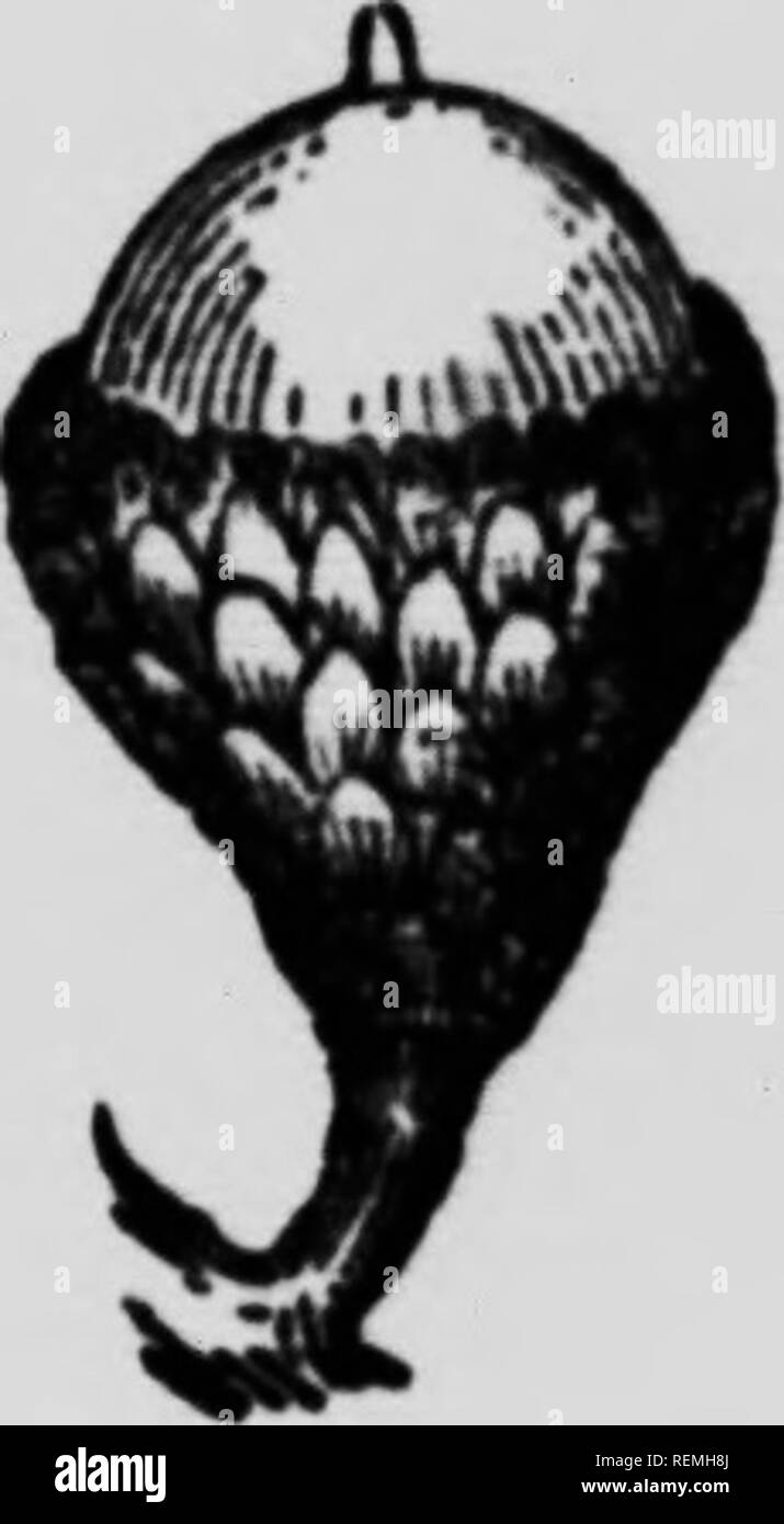 . Il forester, manuale o, alberi della foresta del Nord America orientale [microformati]. Alberi; Arbres. . Si prega di notare che queste immagini vengono estratte dalla pagina sottoposta a scansione di immagini che possono essere state migliorate digitalmente per la leggibilità - Colorazione e aspetto di queste illustrazioni potrebbero non perfettamente assomigliano al lavoro originale. Seton Ernest Thompson, 1860-1946. Toronto : Musson Foto Stock