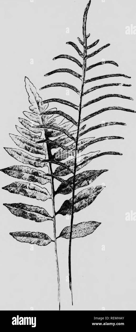 . Il nostro felci nelle loro tane [microformati] : una guida per tutte le specie native. Felci; Fougères. A stretta lasciarono la catena FERN. lVoo<f:iiia aiigustifolia. F'ertile e fronde sterili.. Si prega di notare che queste immagini vengono estratte dalla pagina sottoposta a scansione di immagini che possono essere state migliorate digitalmente per la leggibilità - Colorazione e aspetto di queste illustrazioni potrebbero non perfettamente assomigliano al lavoro originale. Clute, Willard N. (Willard Nelson), 1869-1950. Toronto : W. Briggs Foto Stock