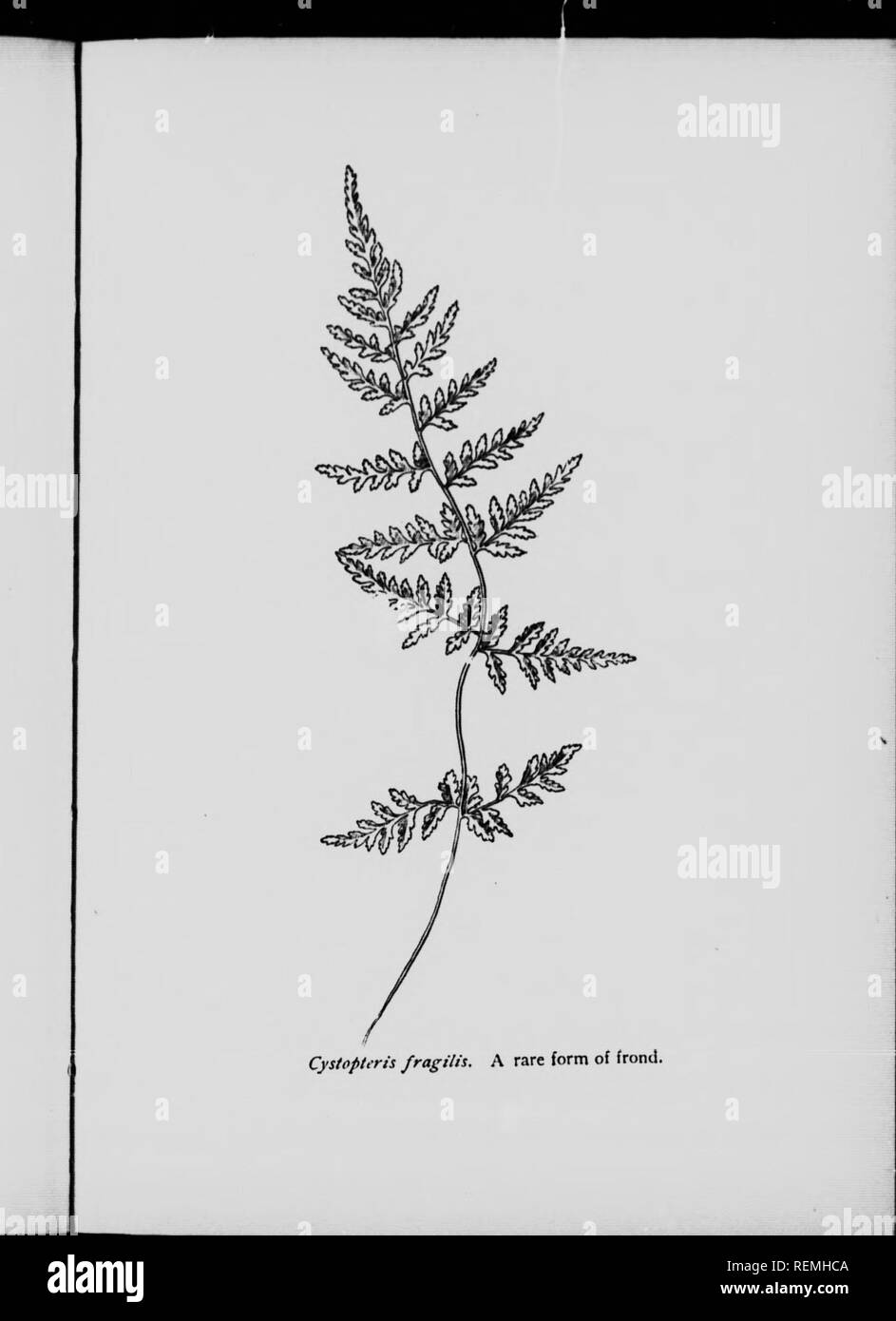 Il nostro felci nelle loro tane [microformati] : una guida per tutte le  specie native. Felci; Fougères. La signora F£ RN E NOI KIN. 183 Asrlamnns.  Si tratta di un bel