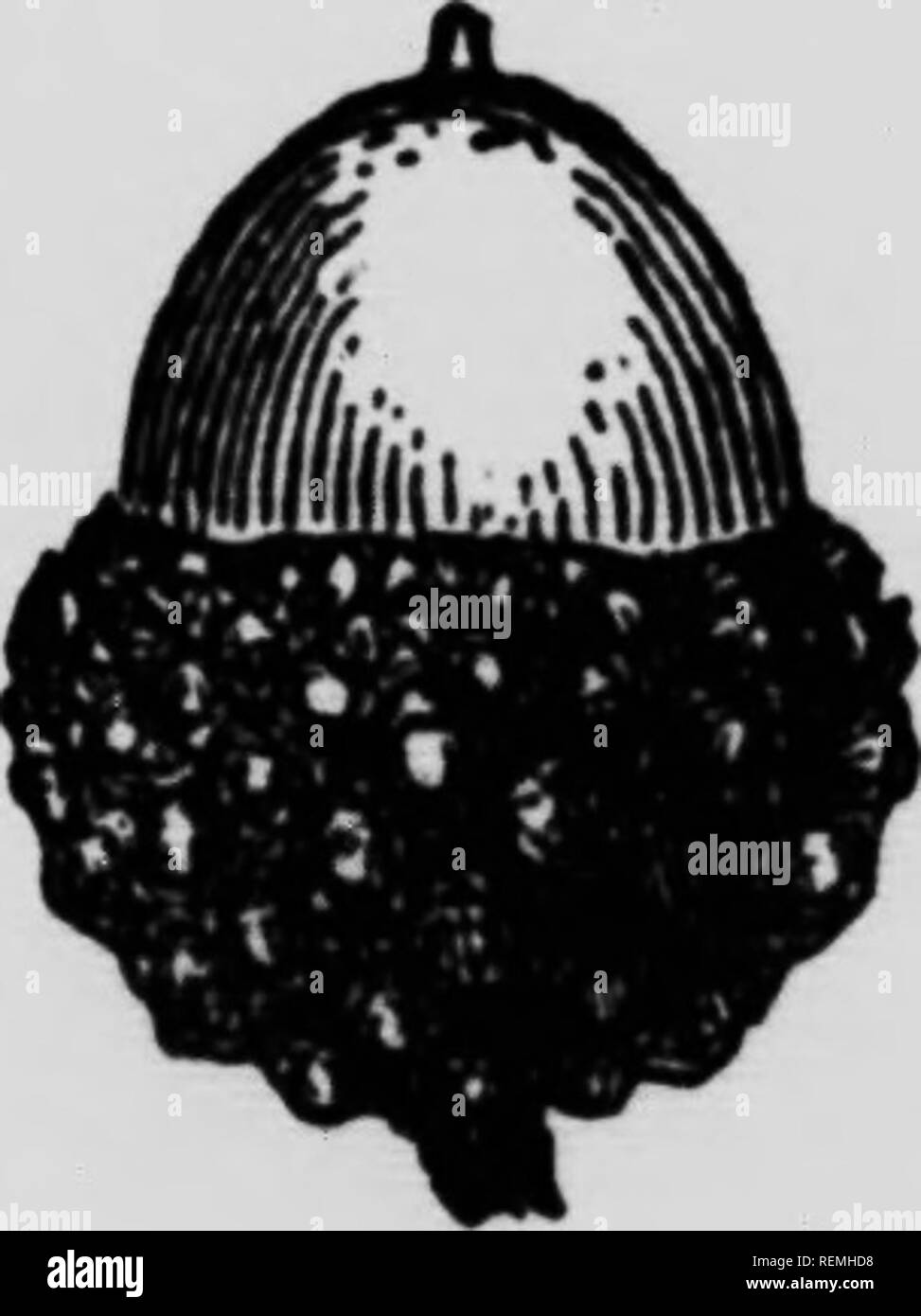 . Il forester, manuale o, alberi della foresta del Nord America orientale [microformati]. Alberi; Arbres. . Si prega di notare che queste immagini vengono estratte dalla pagina sottoposta a scansione di immagini che possono essere state migliorate digitalmente per la leggibilità - Colorazione e aspetto di queste illustrazioni potrebbero non perfettamente assomigliano al lavoro originale. Seton Ernest Thompson, 1860-1946. Toronto : Musson Foto Stock